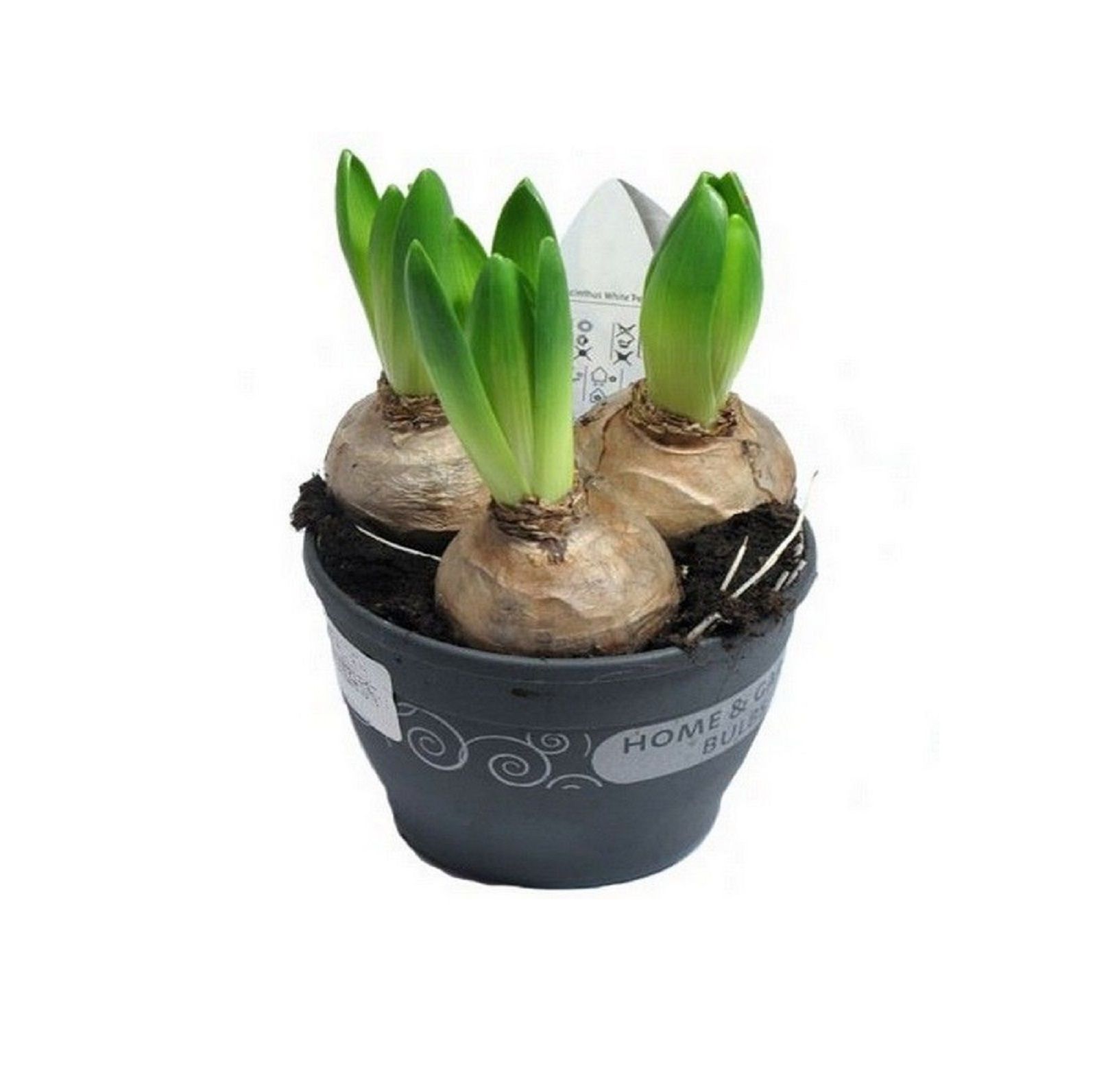 Изображение товара Растение Гиацинт 3 шт. микс - яркий ароматный букет для дома и подарка