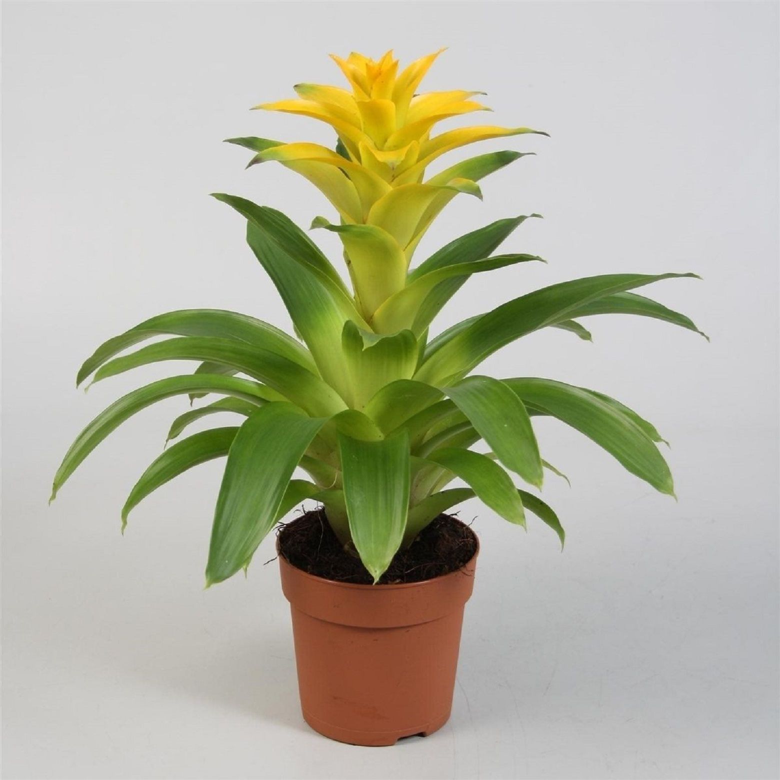 Изображение товара Растение Гузмания минор