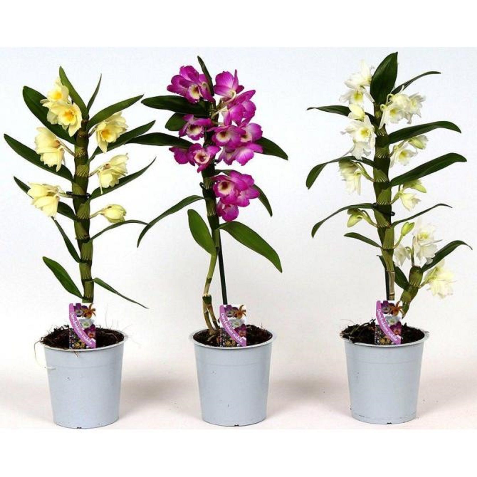 Изображение товара Растение Дендробиум Нобиле