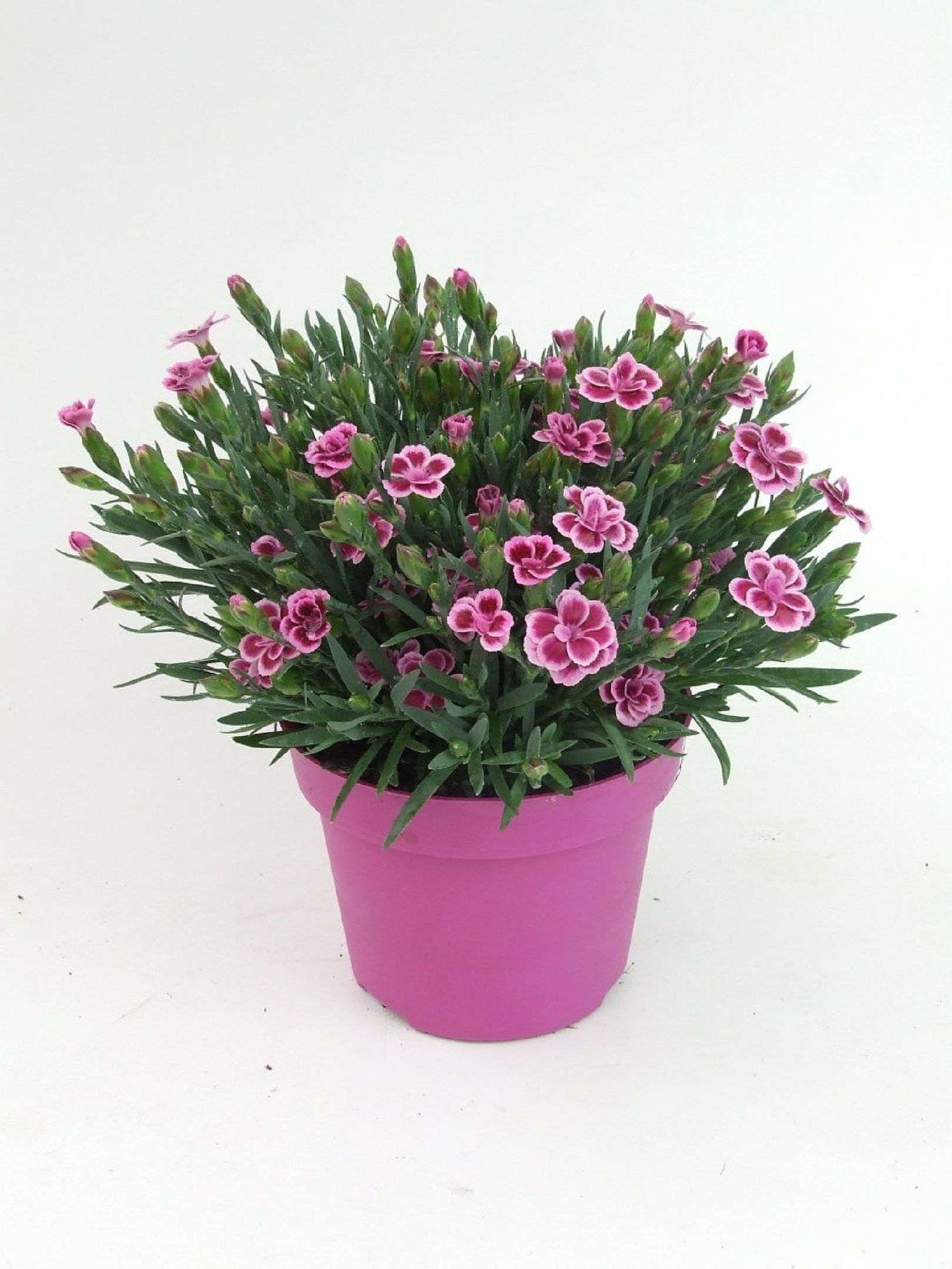 Изображение товара Растение Диантус Пинк Кисис с яркими цветами