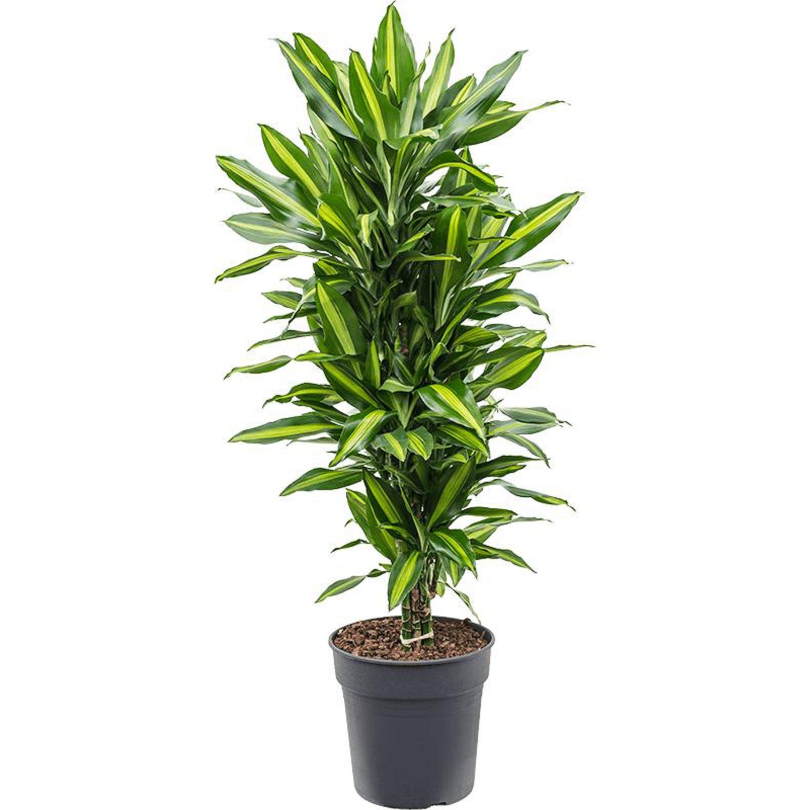 Изображение товара Растение драцена фр. чинто комнатное декоративное растение