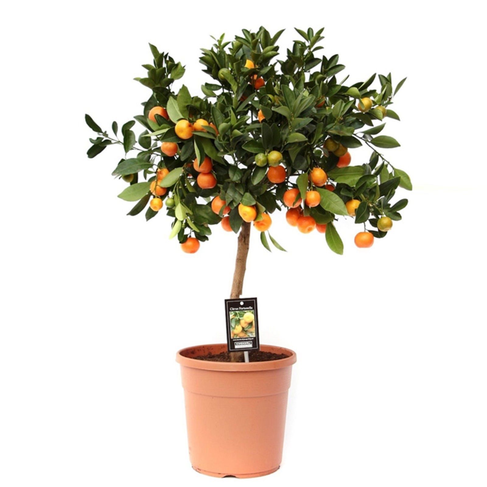 Изображение товара Растение Каламондин микс штамб многоцветное 900 мм