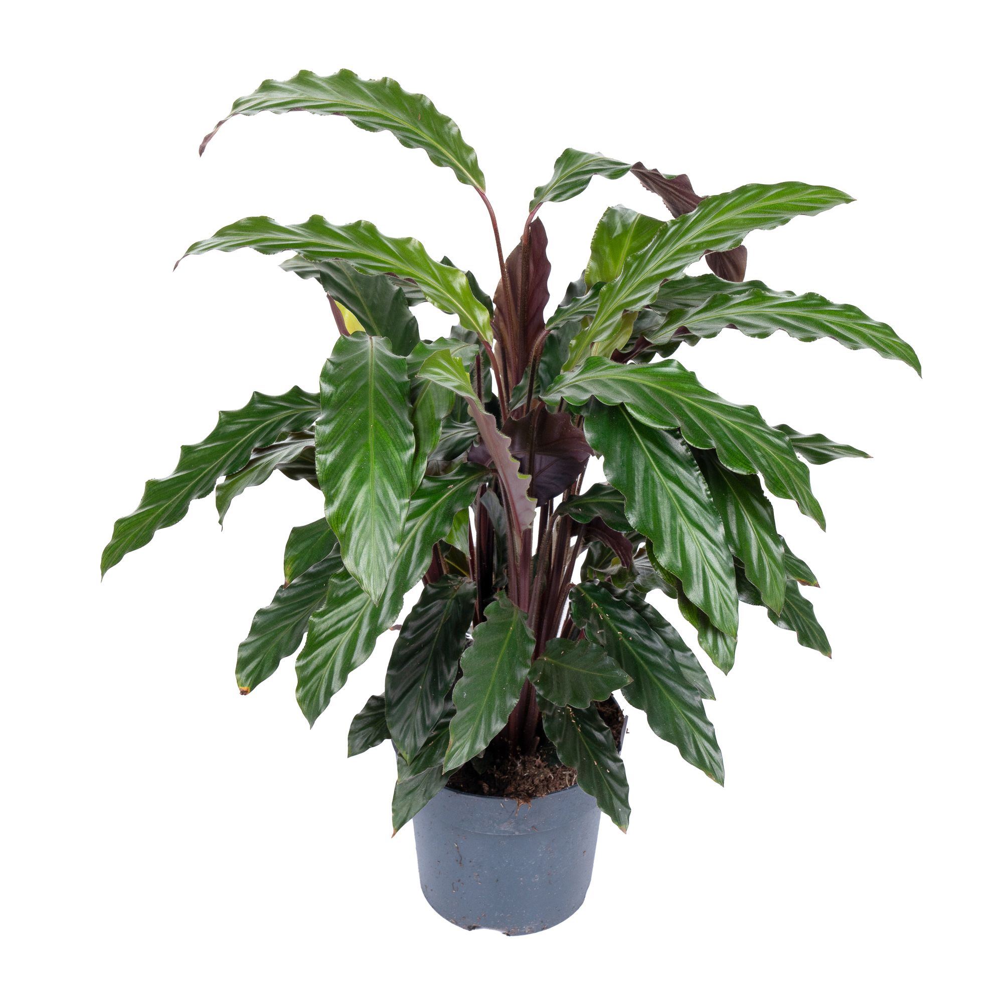 Изображение товара Растение калатея руфибарба - декоративное домашнее растение