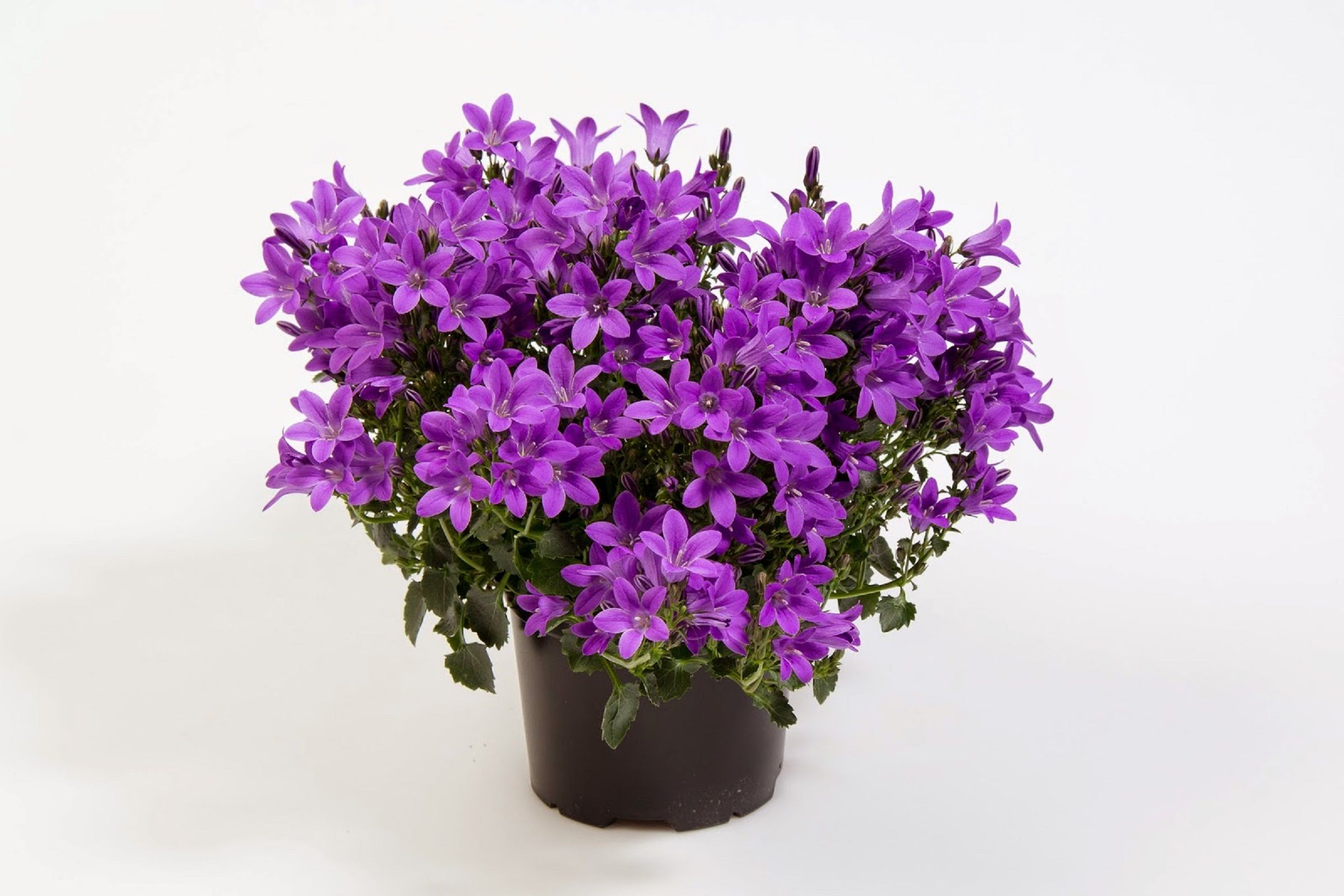 Изображение товара Кампанула Карпатика в горшке D10 H20 от Флора групп