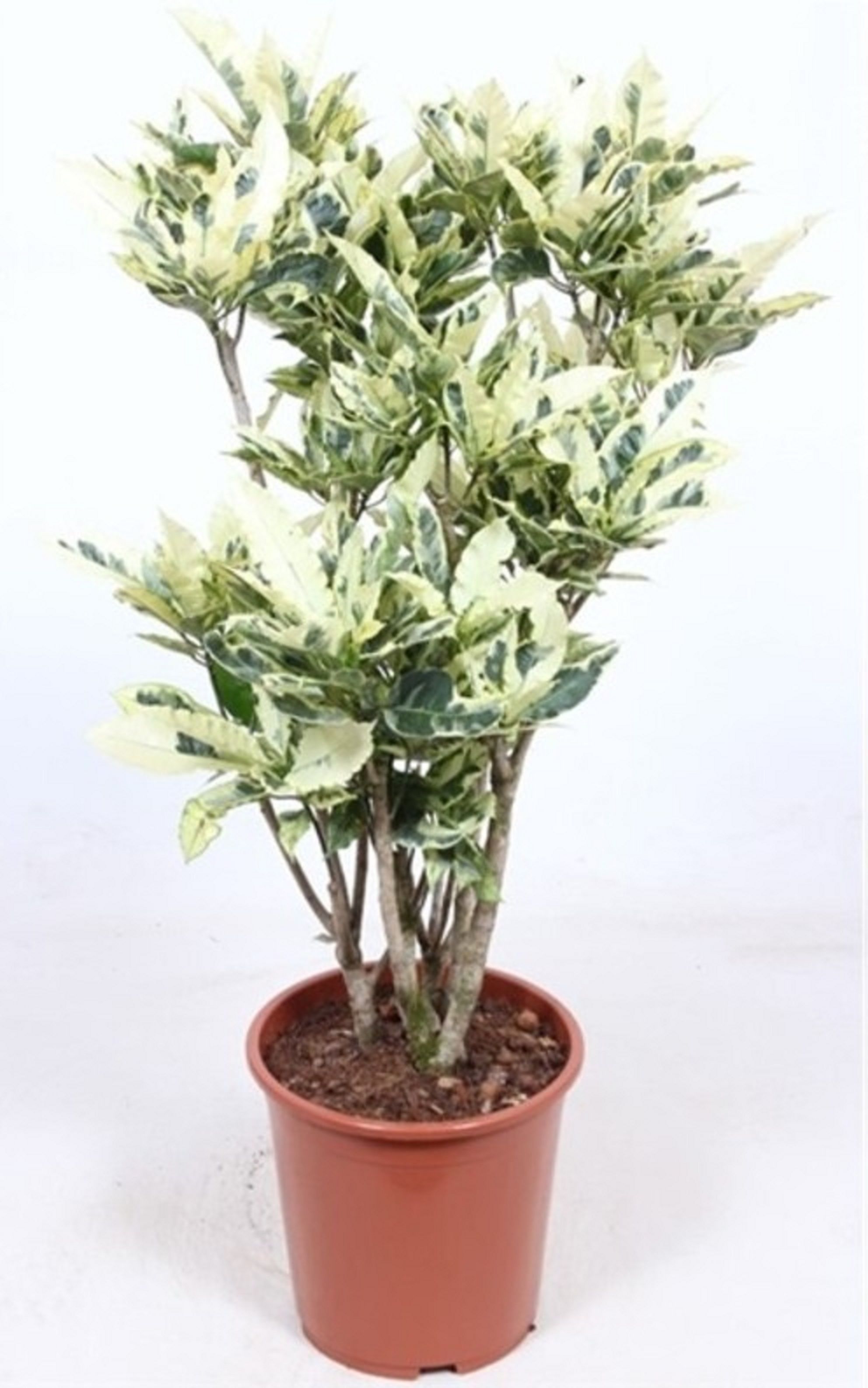 Изображение товара Растение кодиеум тамара