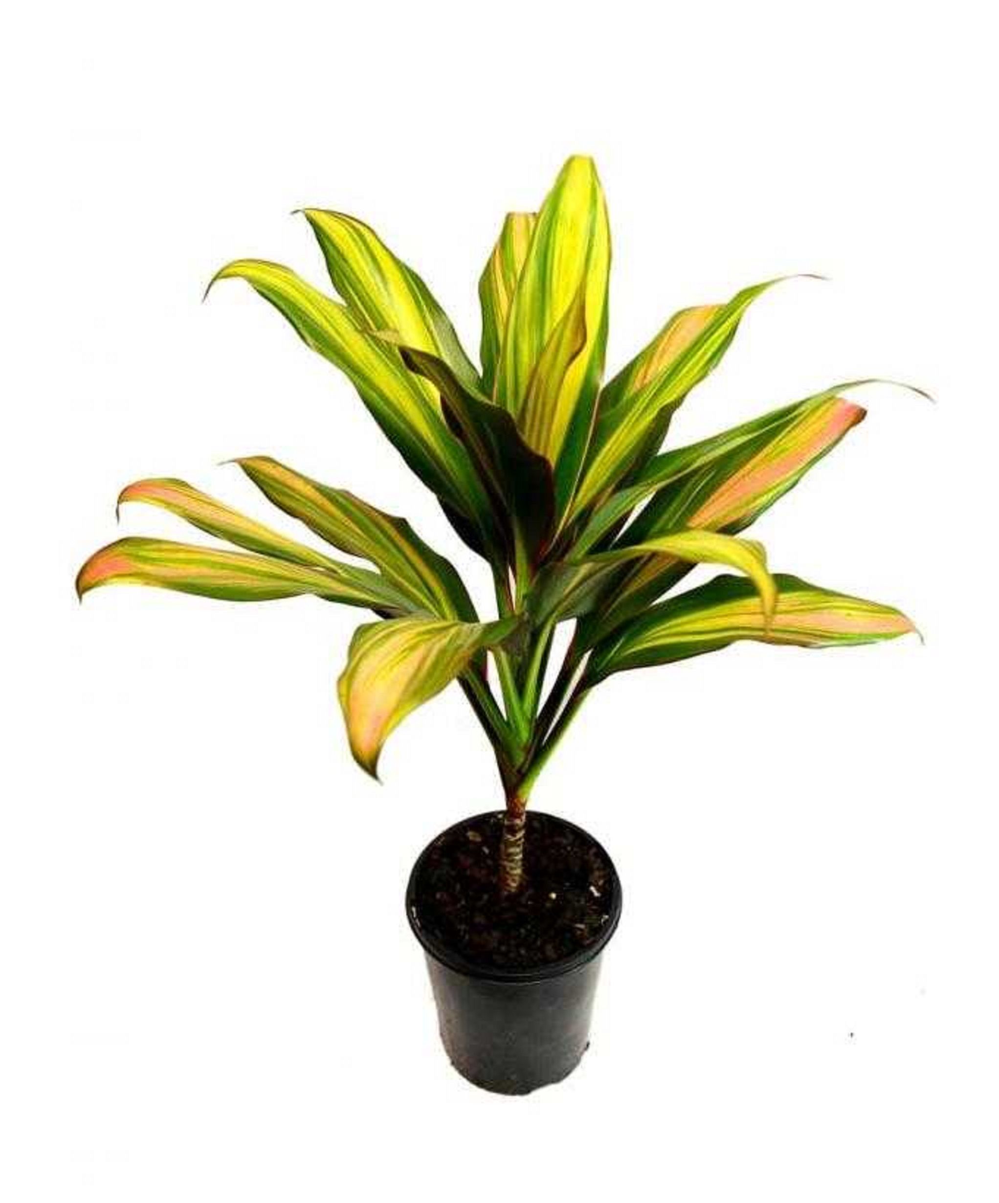 Изображение товара Растение Кордилина фруктикоза