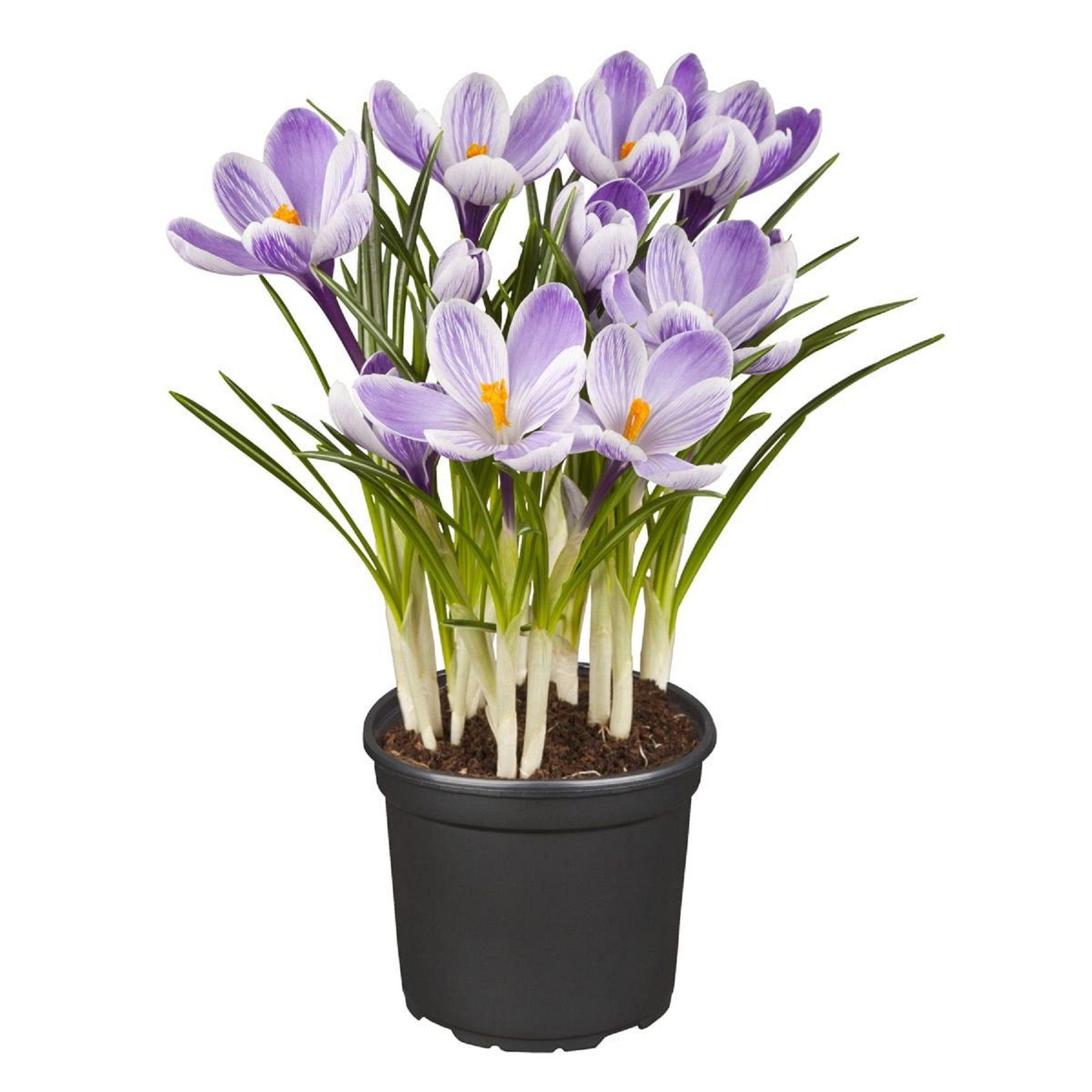 Изображение товара Растение крокус микс многоцветный - яркое декоративное цветущее растение
