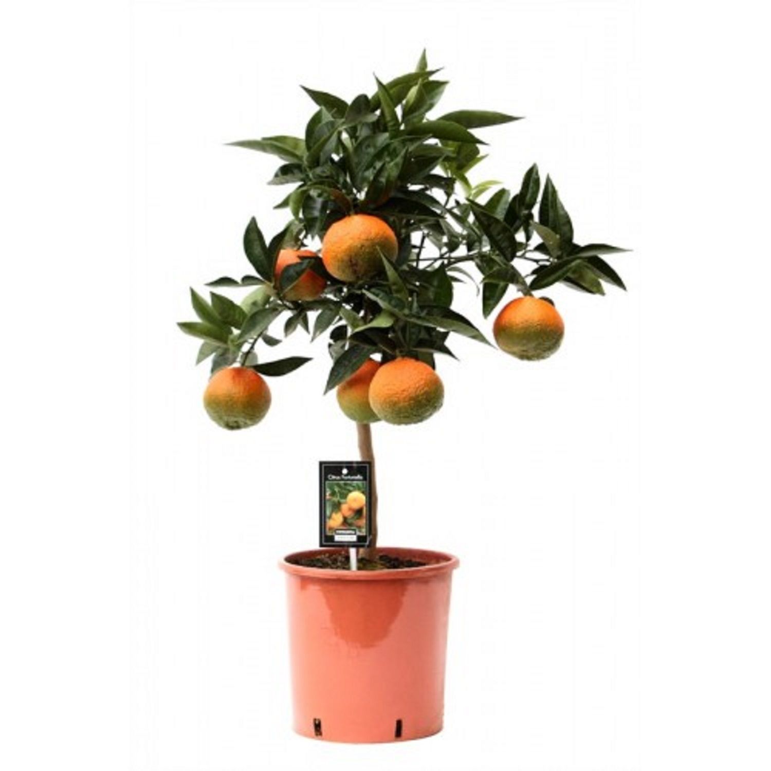 Изображение товара Растение лайм редлайм ред - декоративное растение для оформления интерьера