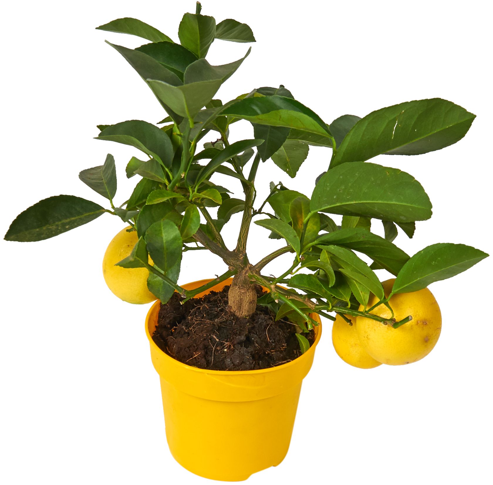 Изображение товара Растение лимон