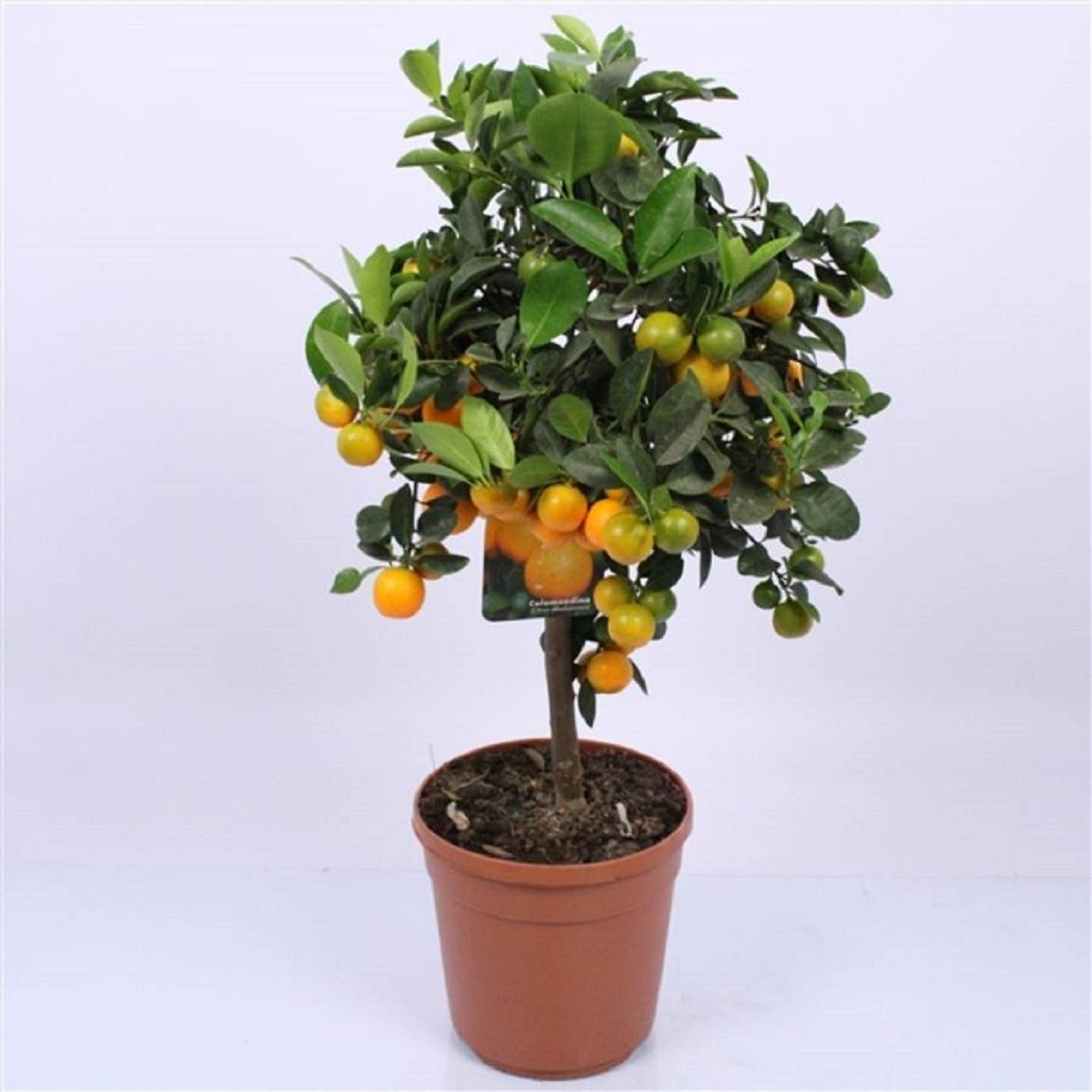 Изображение товара Растение лимон Свит - цитрусовое дерево в горшке, компактное и урожайное
