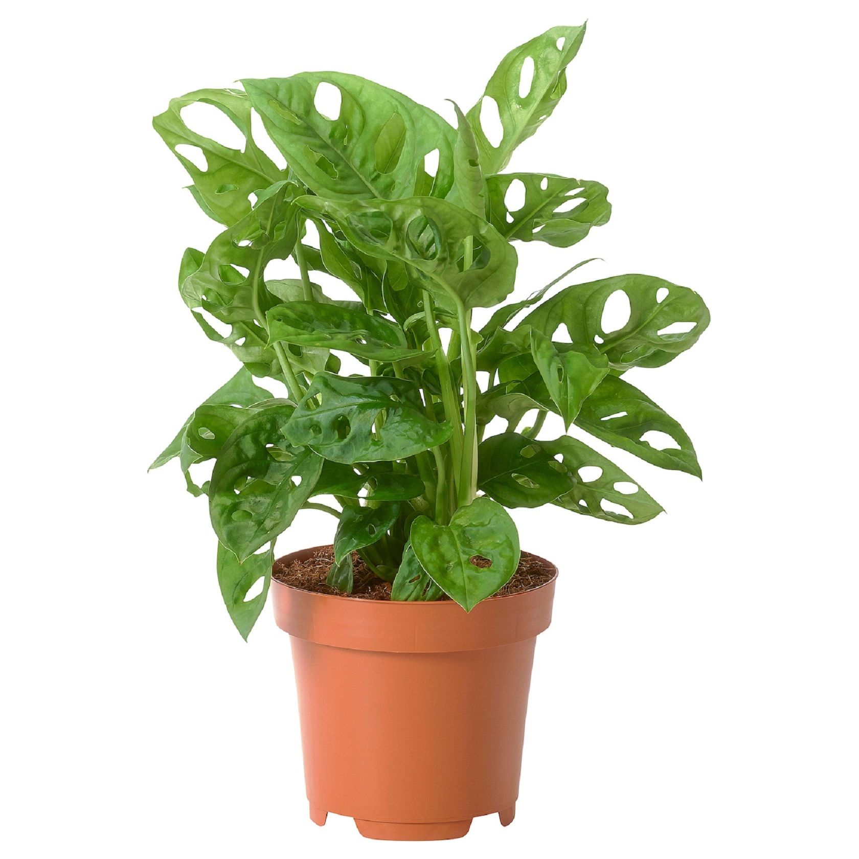 Изображение товара Растение монстера лейчитини комнатное декоративное растение