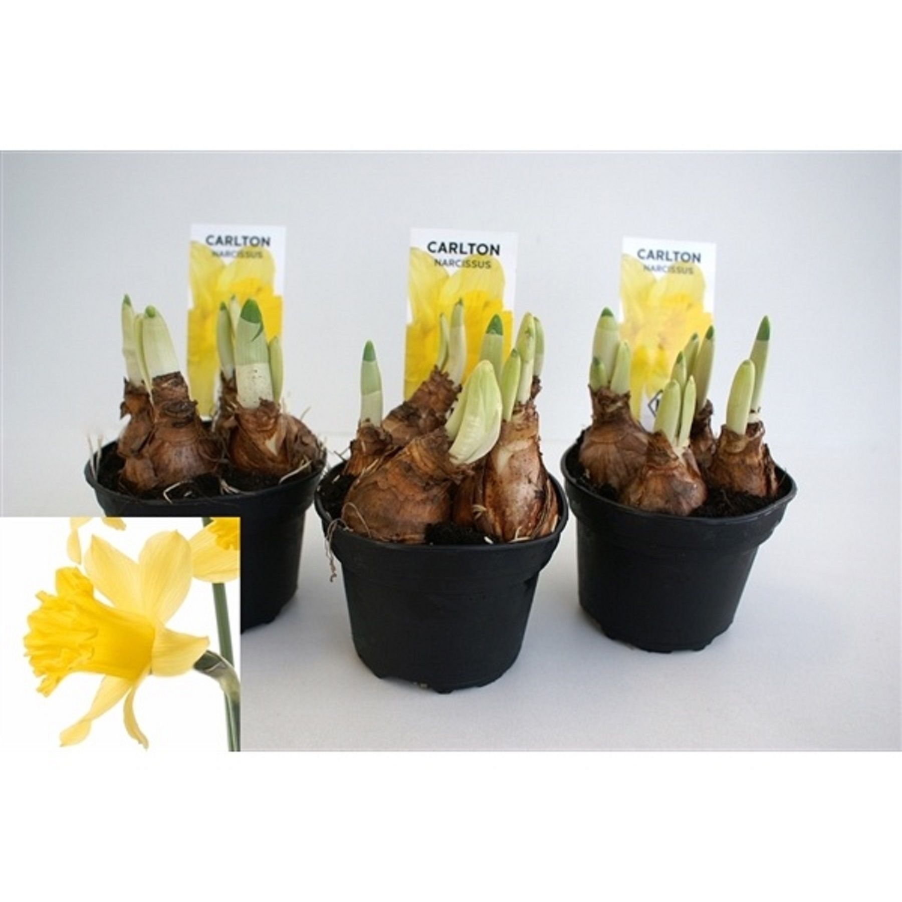 Изображение товара Растение Нарцисс Карлтон яркое декоративное растение для сада и дома