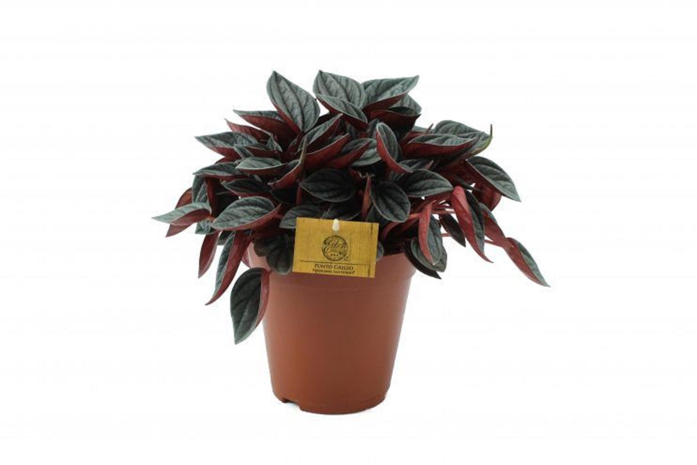 Изображение товара Растение пеперомия еден — комнатное декоративное растение малых размеров