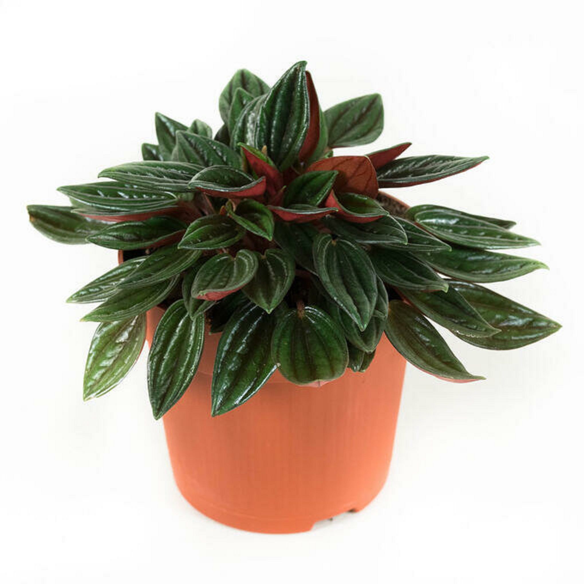 Изображение товара Пеперомия россо растение для дома и офиса, 70x100 мм