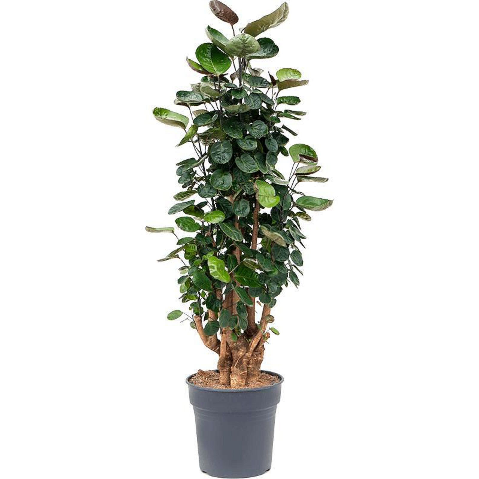 Изображение товара Растение полисциасфабиан декоративное зеленое 1100 мм 270 мм шт.