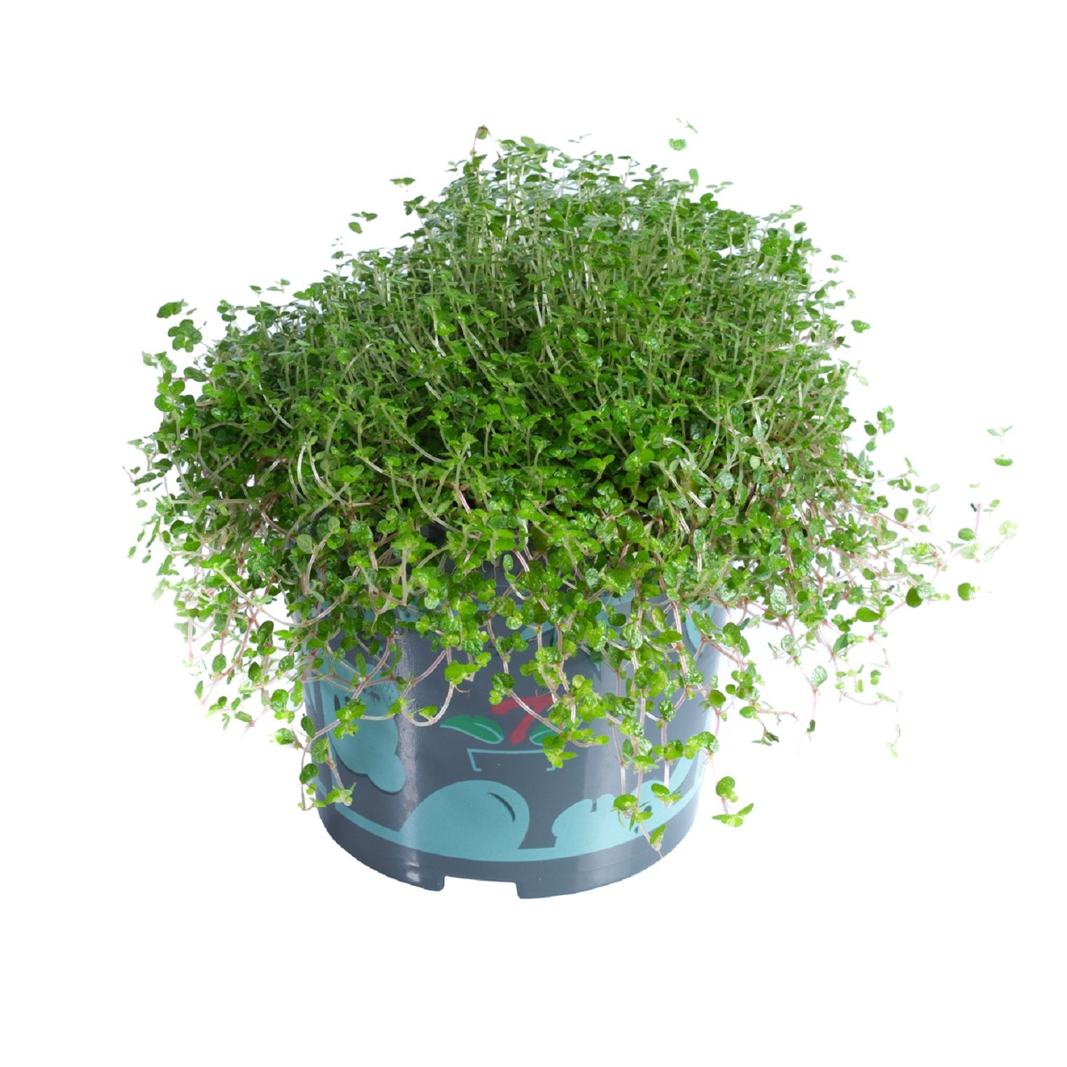 Изображение товара Растение солейролия бесцветное 150 мм 0.3 кг для декора интерьера