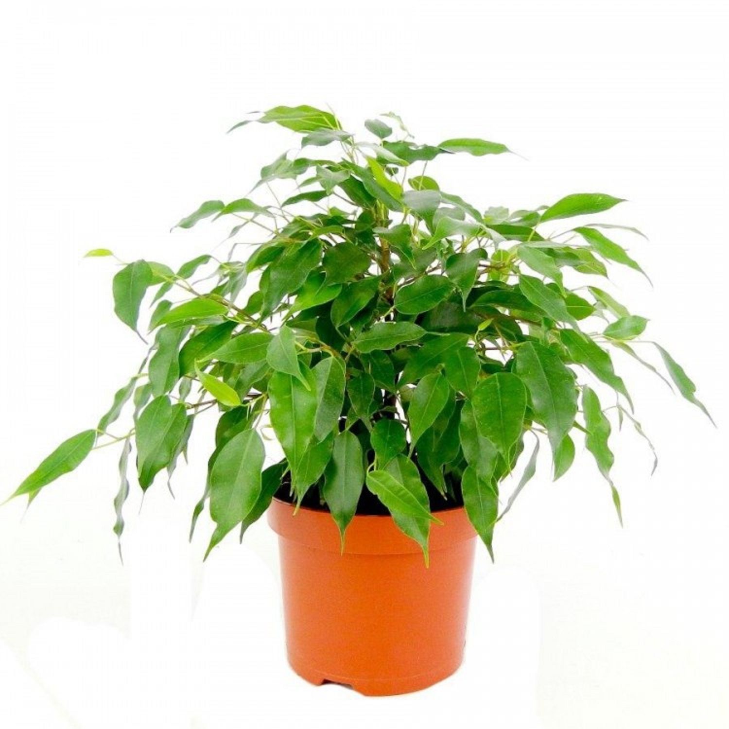 Изображение товара Растение фикус грин кинки