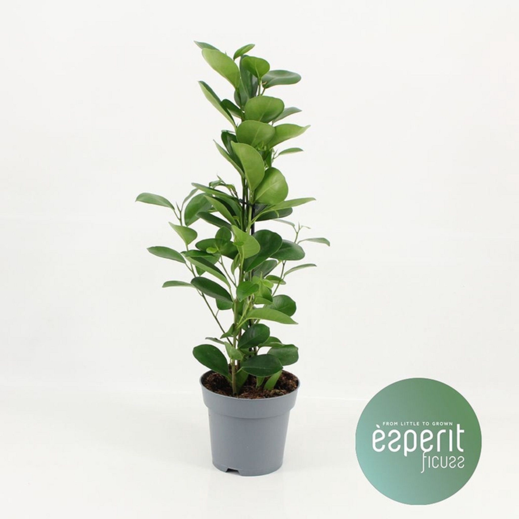 Изображение товара Фикус мокламе декоративное растение для интерьера 170x600 мм