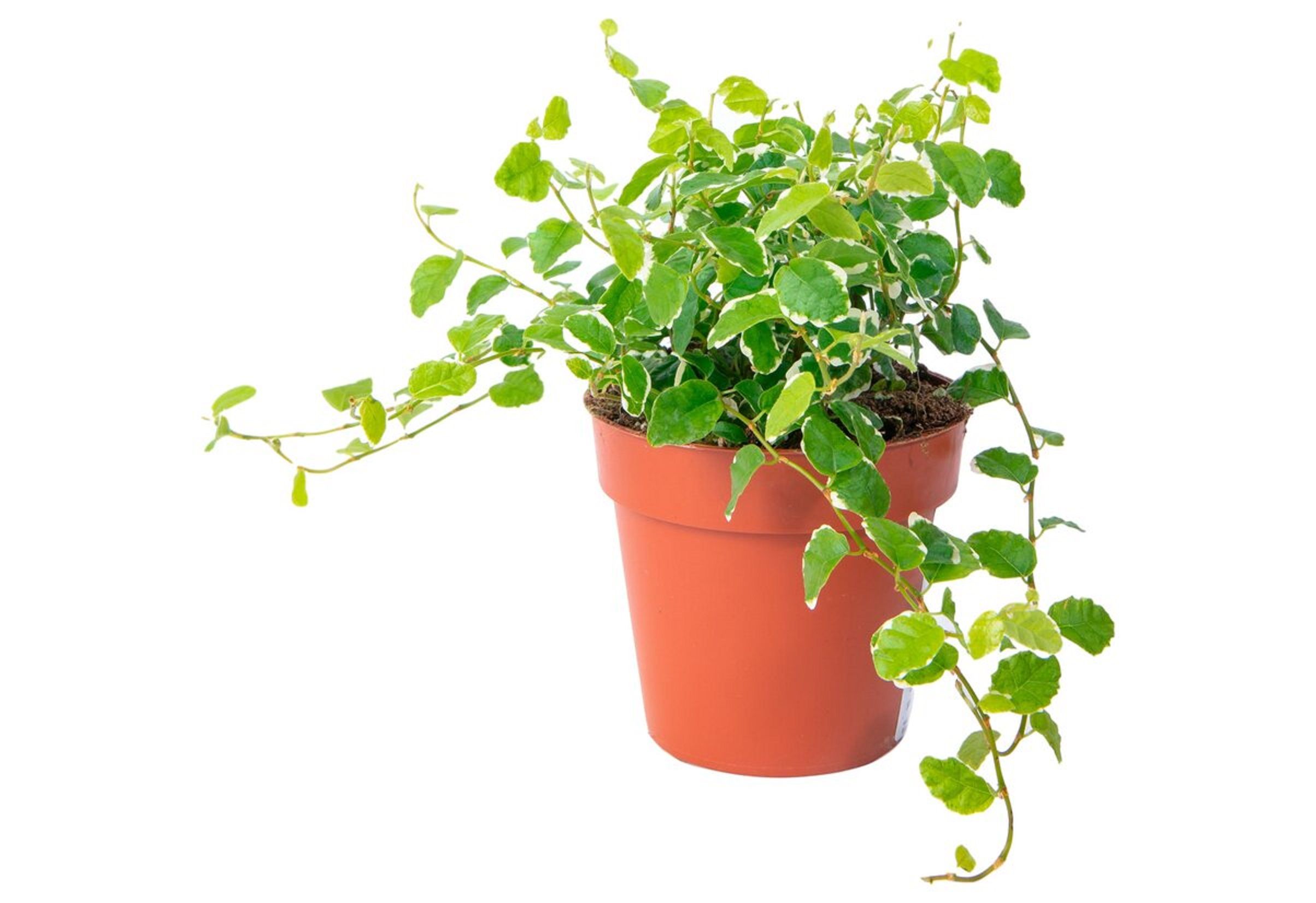 Изображение товара Растение фикус пимиула 150 мм бесцветное для интерьера