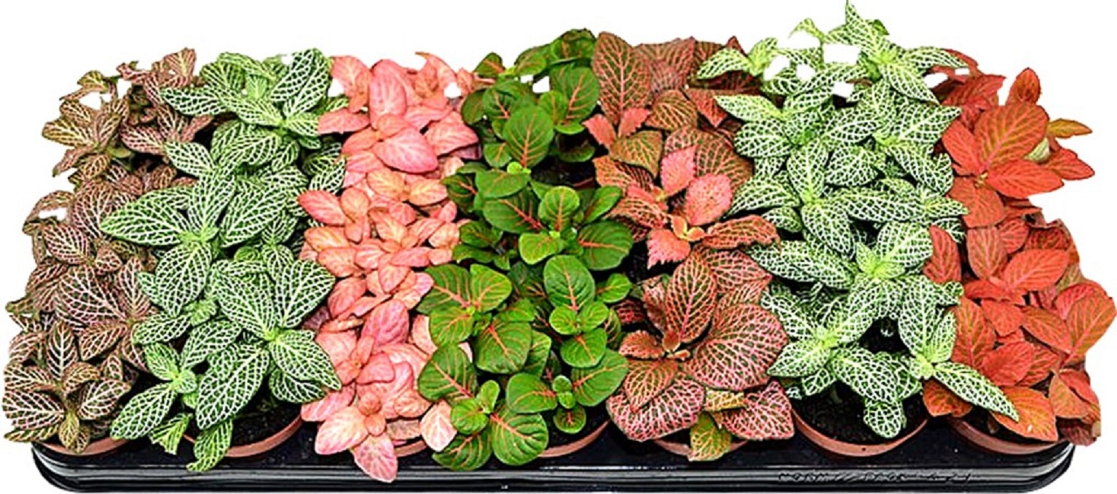 Изображение товара Растение фиттония микс комнатное экологичное и неприхотливое