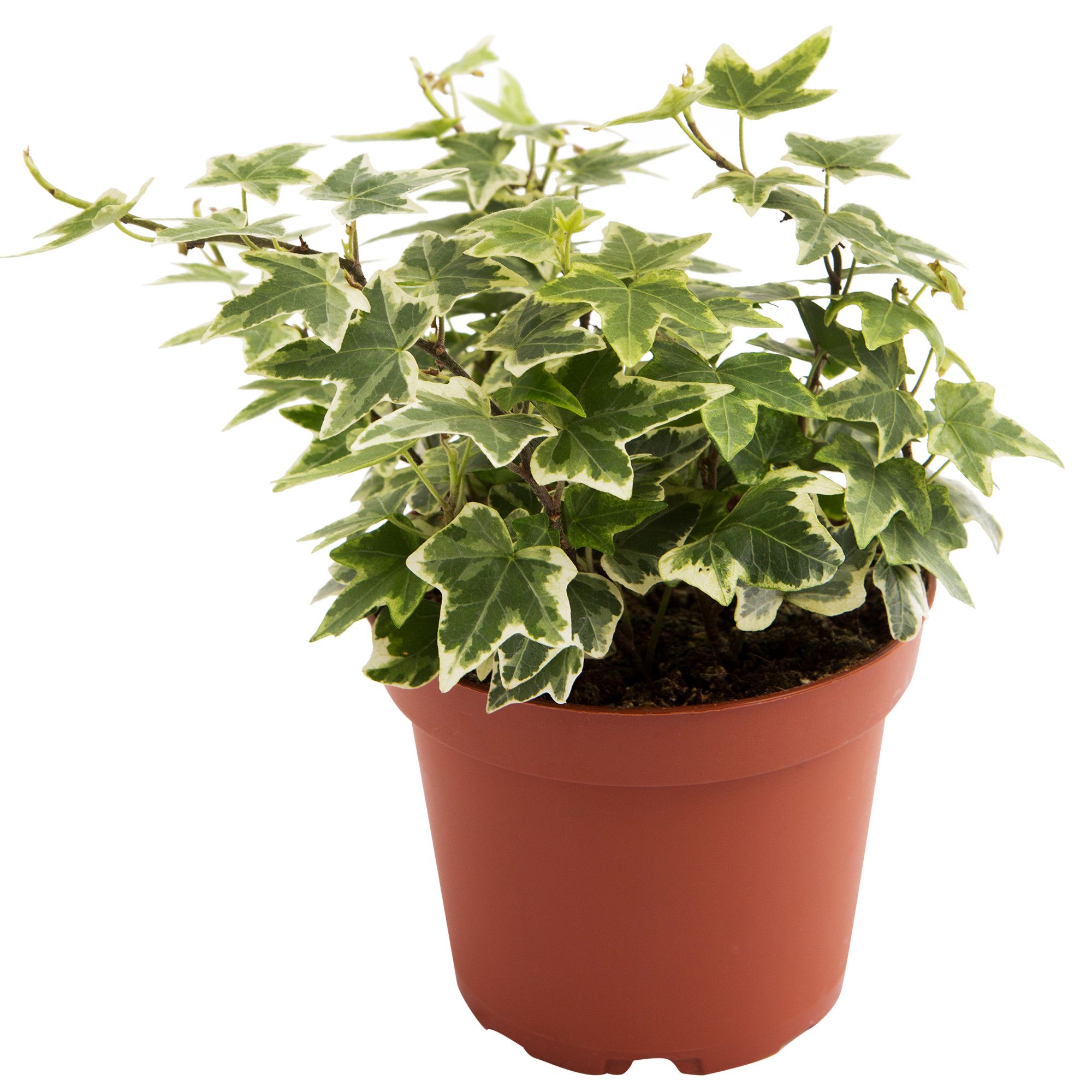 Изображение товара Растение хедерахеликс декоративное бесцветное 120x350 мм материал хорошего качества