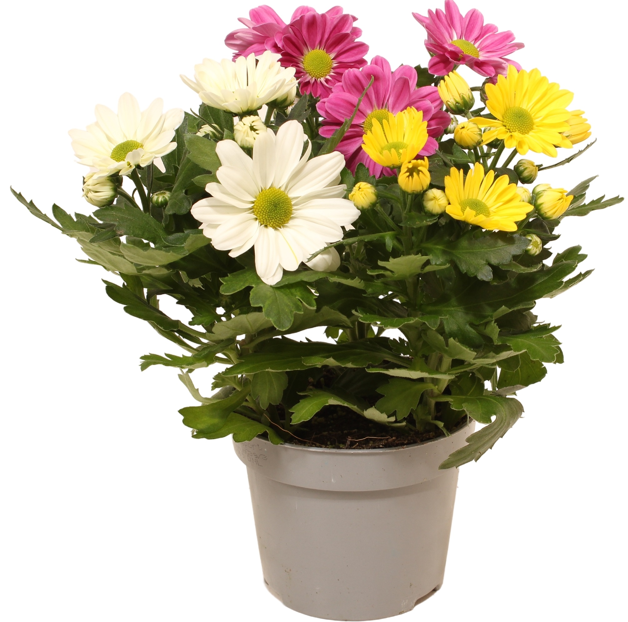 Изображение товара Декоративное растение хризантема Карнавал для дома и сада 12 см