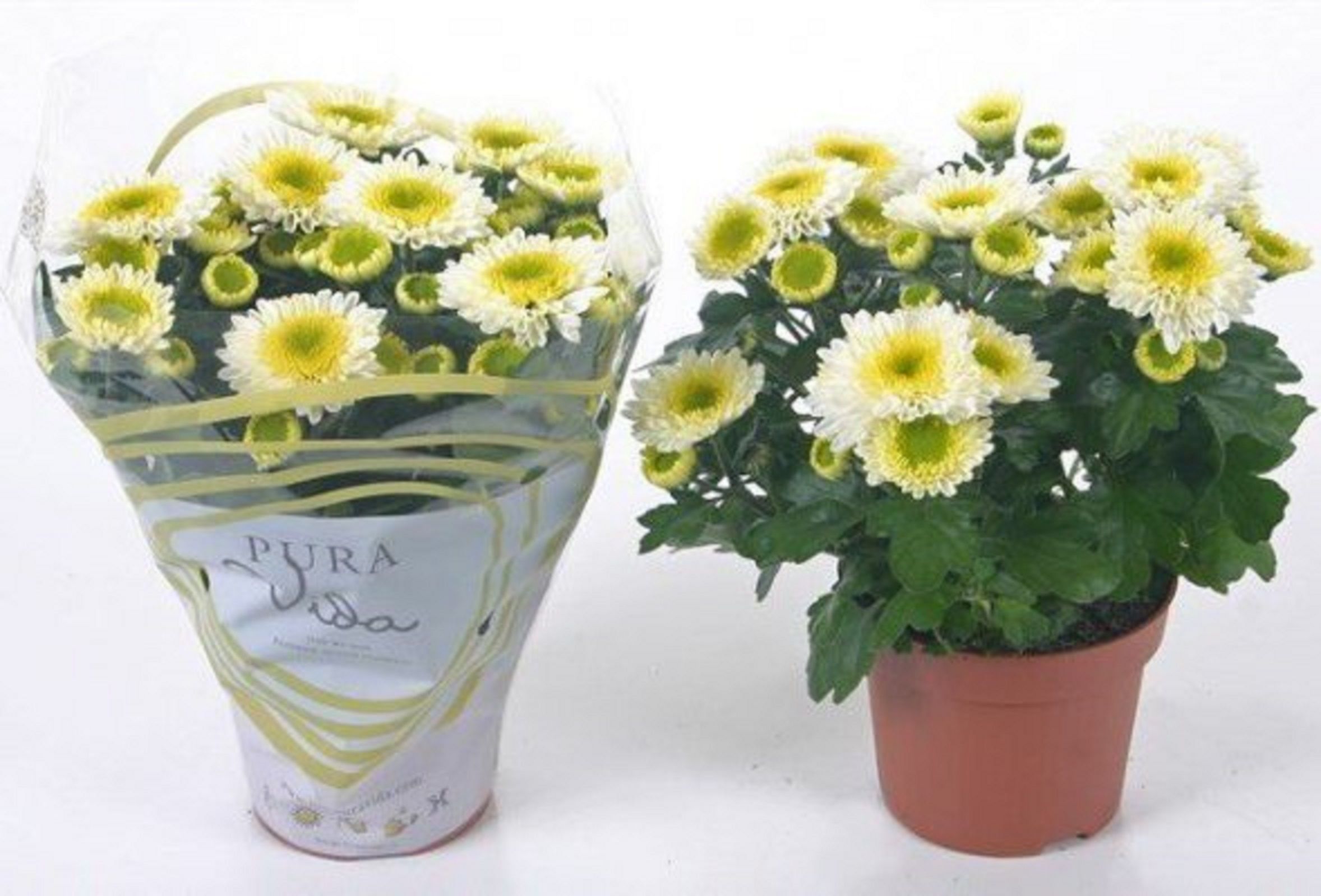 Изображение товара Растение Хризантема пура декоративное цветущее растение цена 899 рублей