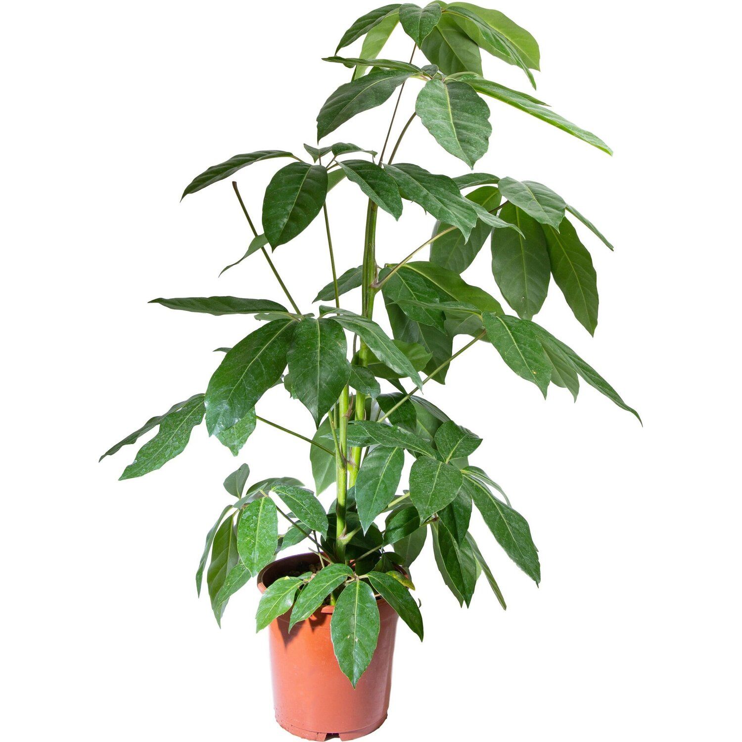 Изображение товара Растение шеффлера амате 3 декоративное комнатное растение