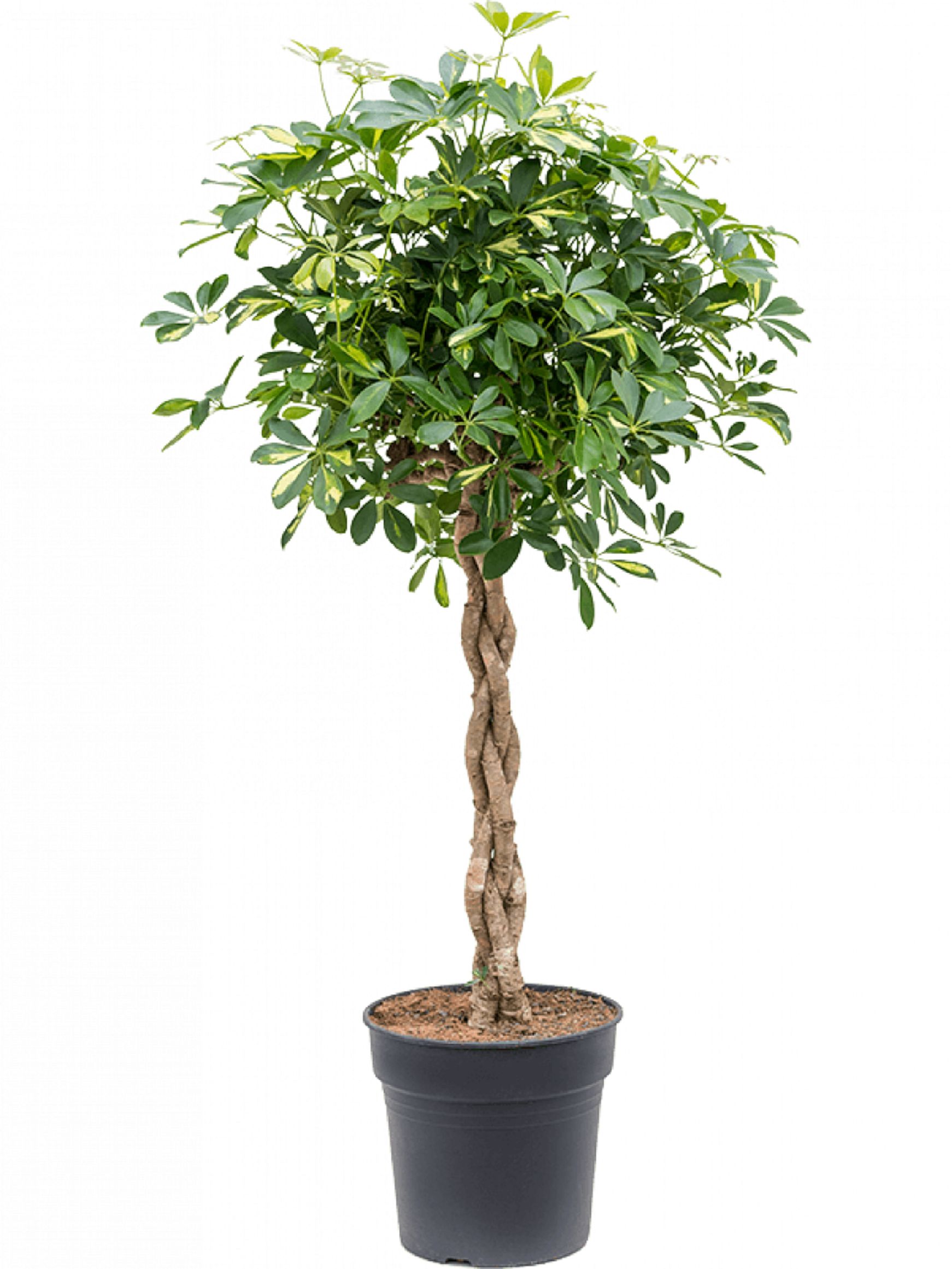 Изображение товара Растение шеффлера голд кап - декоративное комнатное растение для интерьера