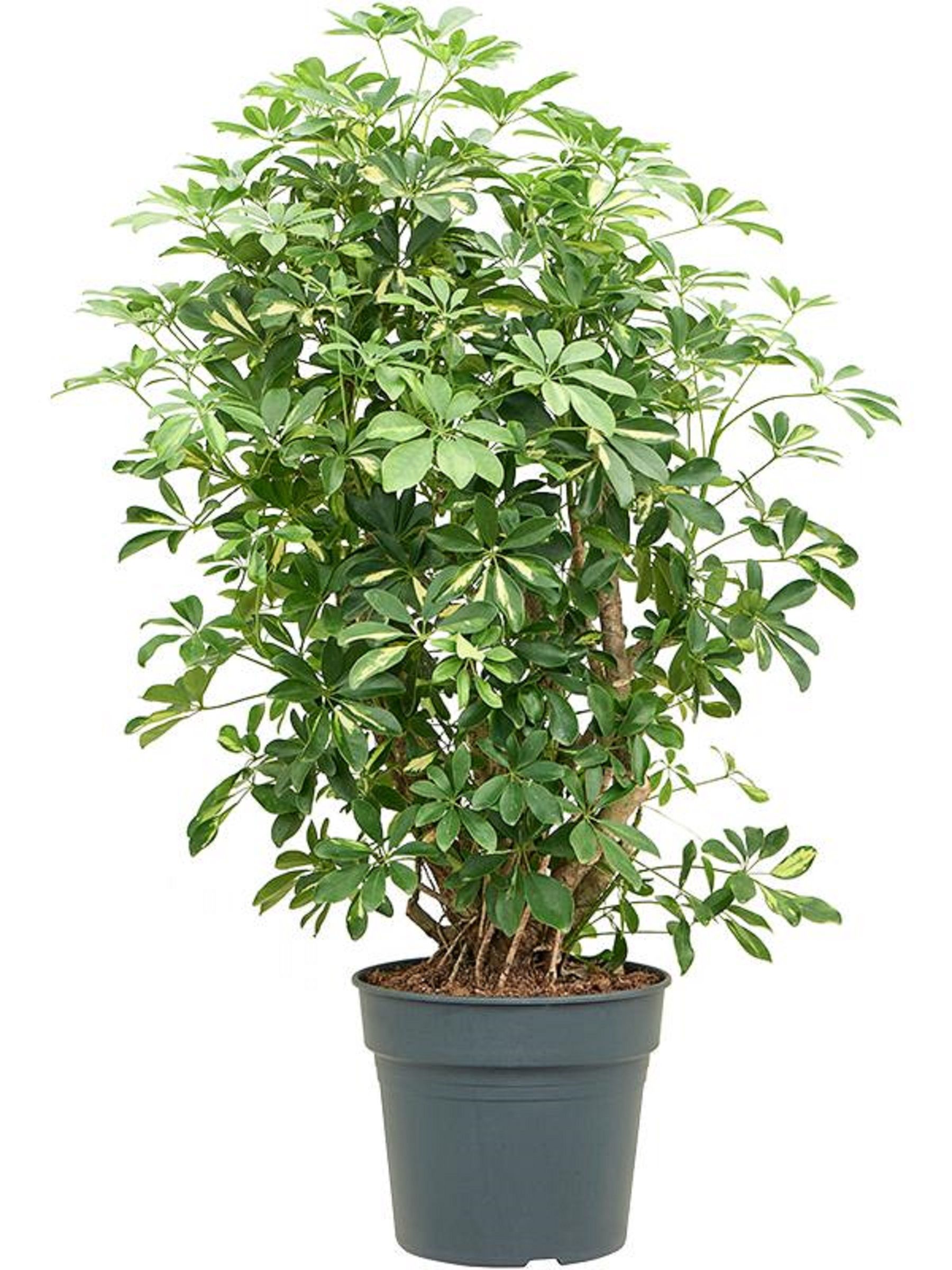 Изображение товара Растение шеффлера компакта в упаковке 8 кг, высота 1400 мм