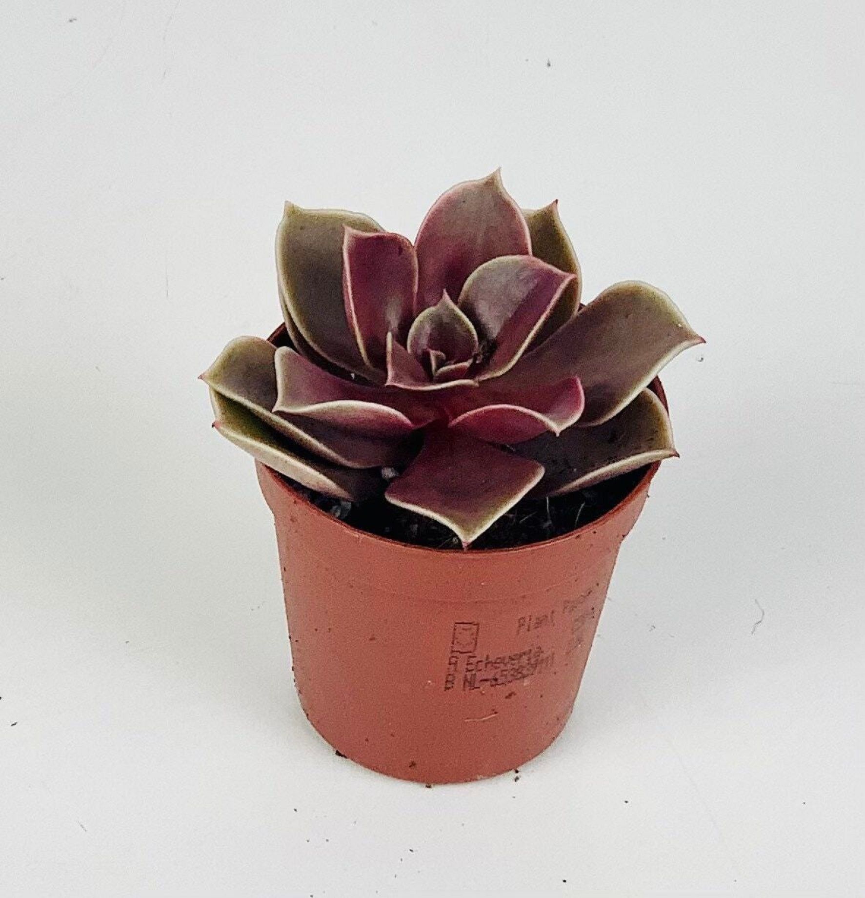 Изображение товара Растение Эхеверия  мэджик ред