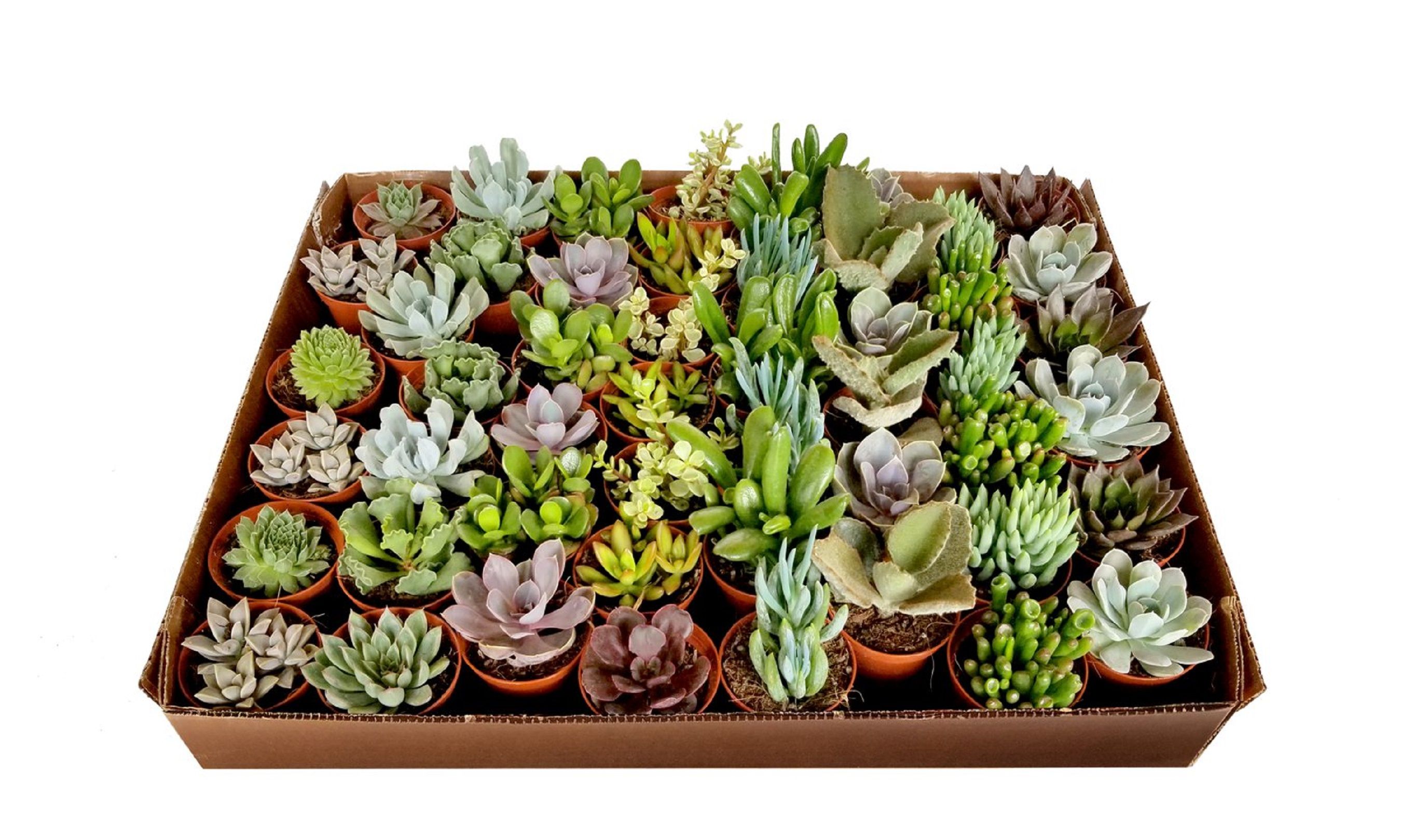 Изображение товара Растение Эхеверия перпл микс