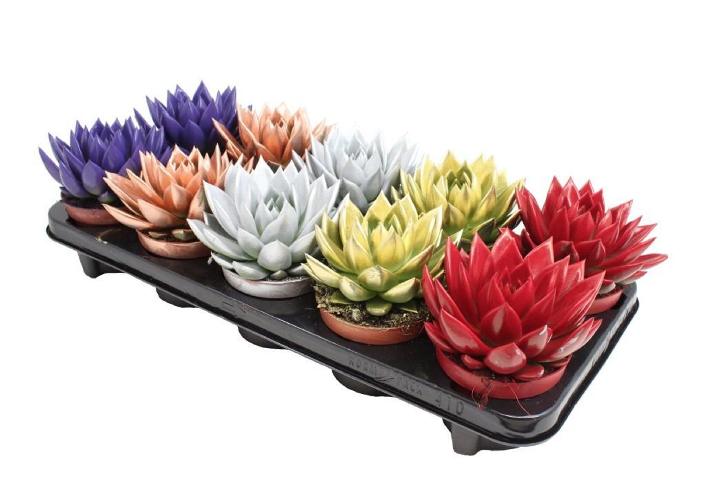 Изображение товара Растение Эхеверия радуга Многоцветное комнатное растение 70мм 200г