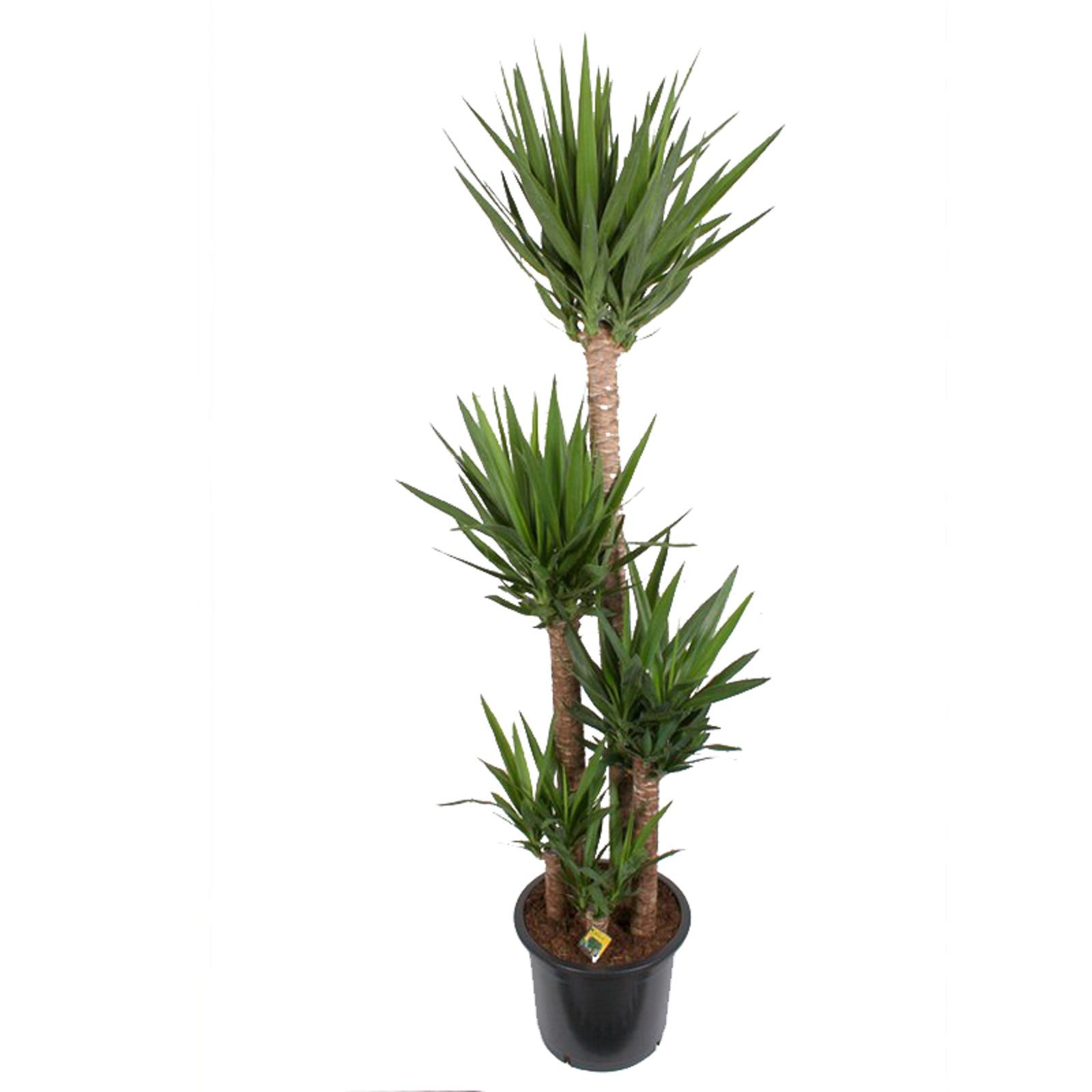 Изображение товара Юкка 4 ст - эффектное комнатное растение для интерьера