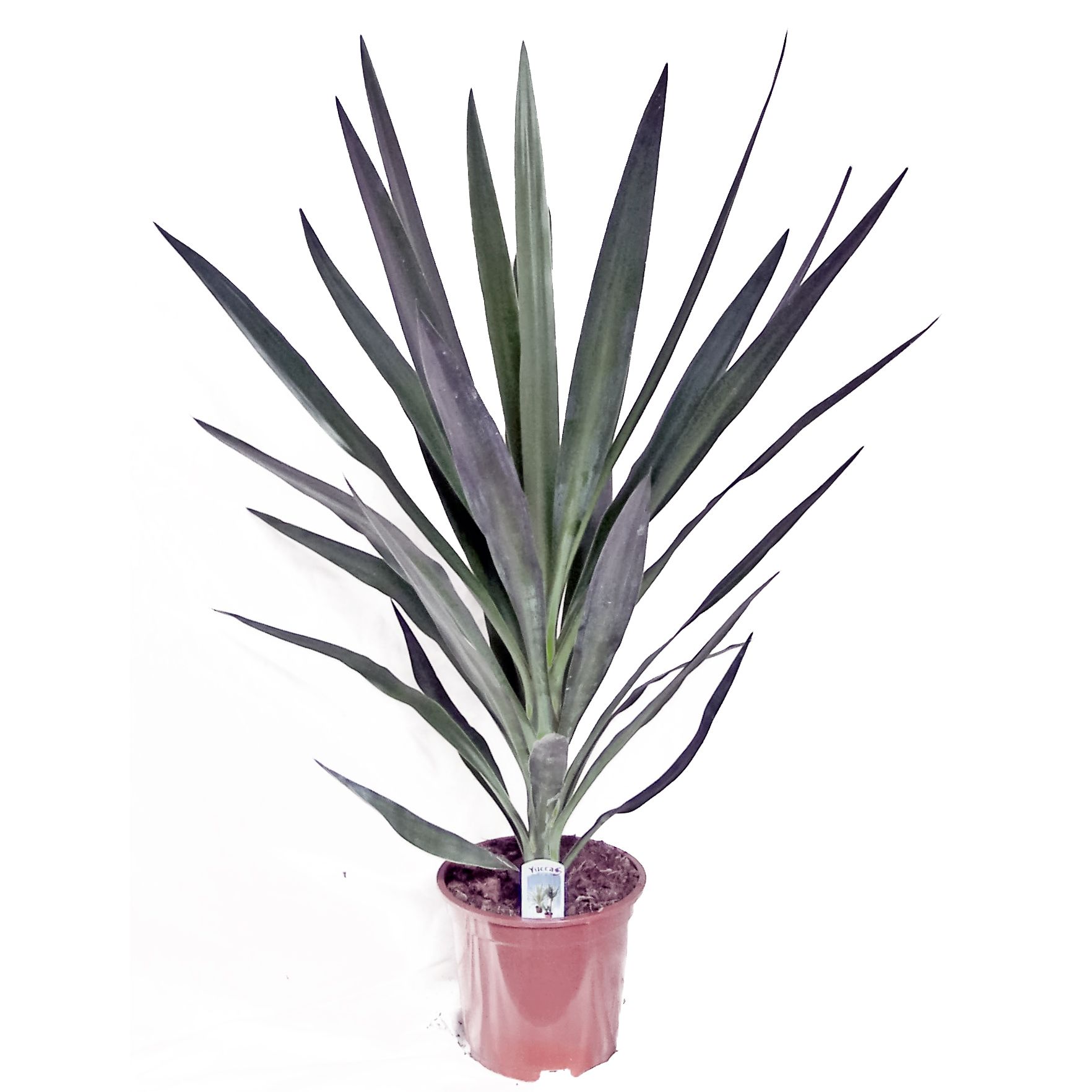 Изображение товара Растение юкка копстек