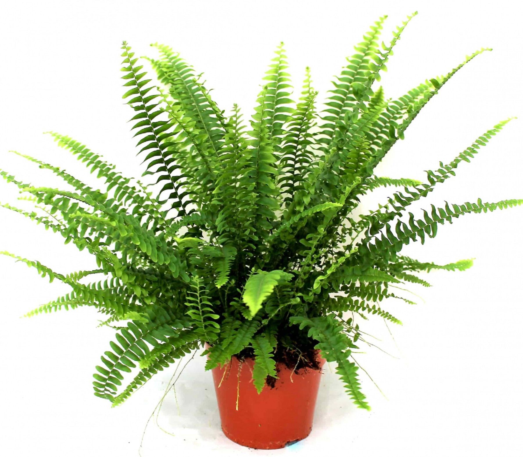 Изображение товара Растениене фролепис блехнум - сосуд для выращивания растений бесцветный 120мм