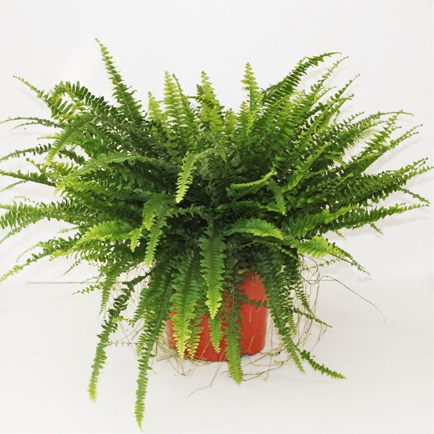 Изображение товара Растениене фролепис витале для выращивания растений 120 мм 0.4 кг