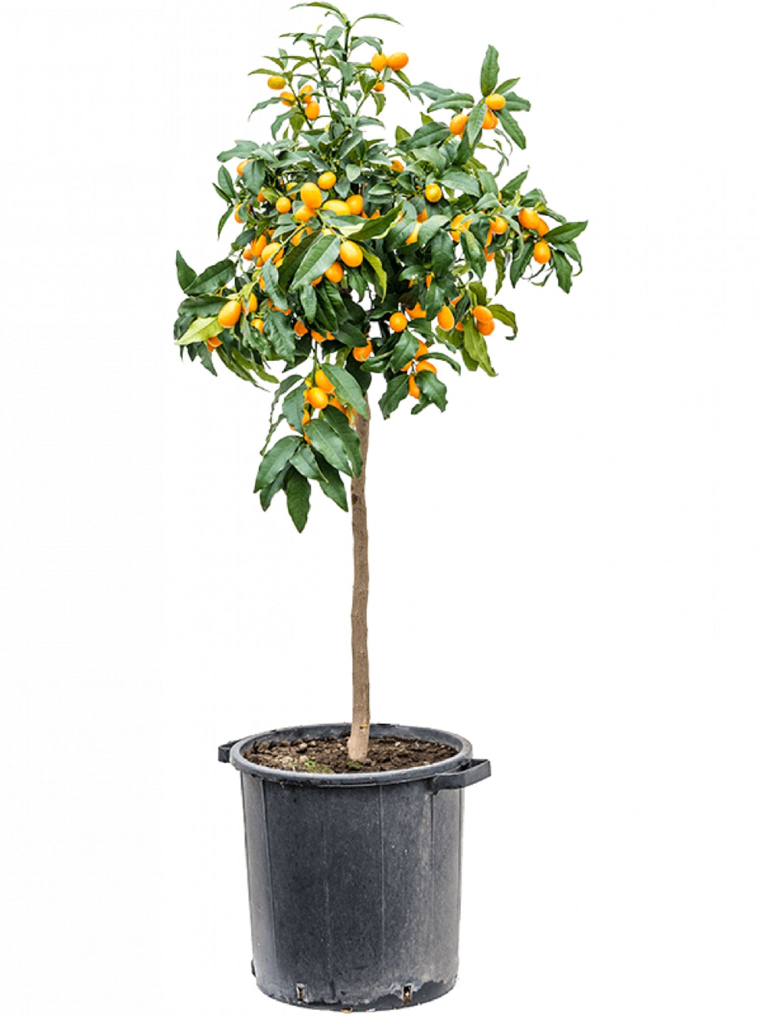 Изображение товара Растение цитрофортунела кумкват D23 H120 многоцветное декоративное фруктовое