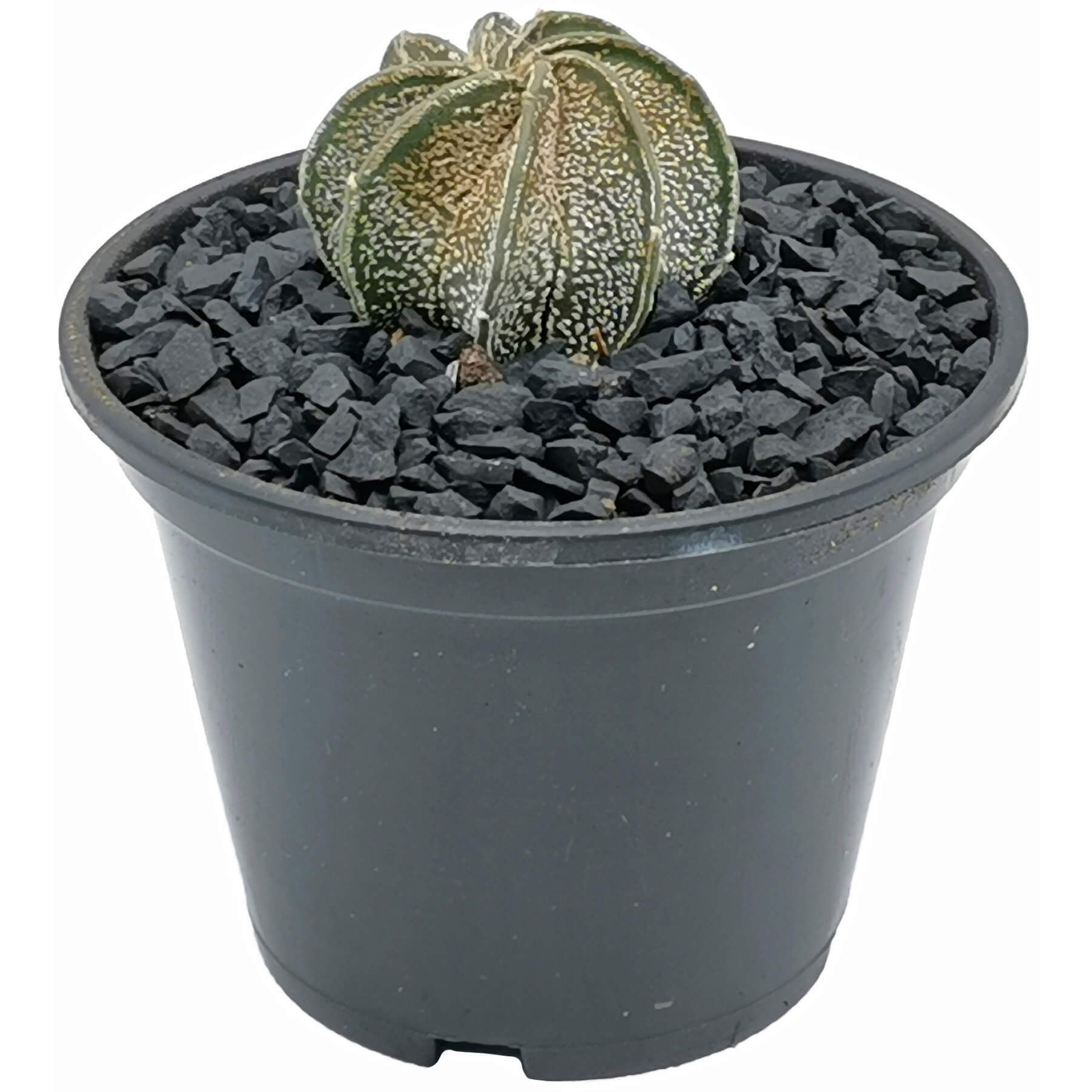 Изображение товара Растение кактус астрофитум D10,5 Многоцветный мини суккулент для дома и сада