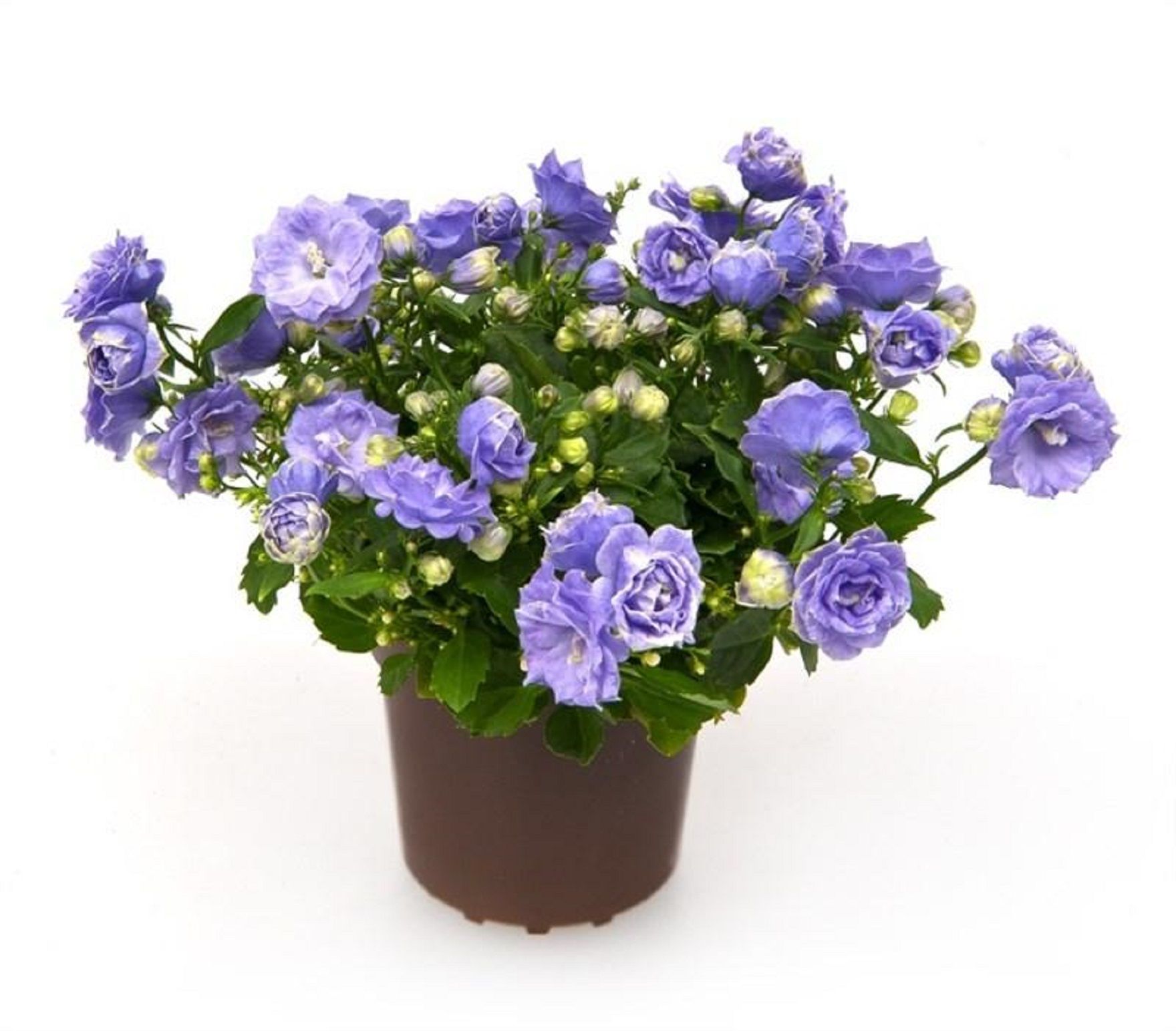 Изображение товара Растение Кампанула махровая