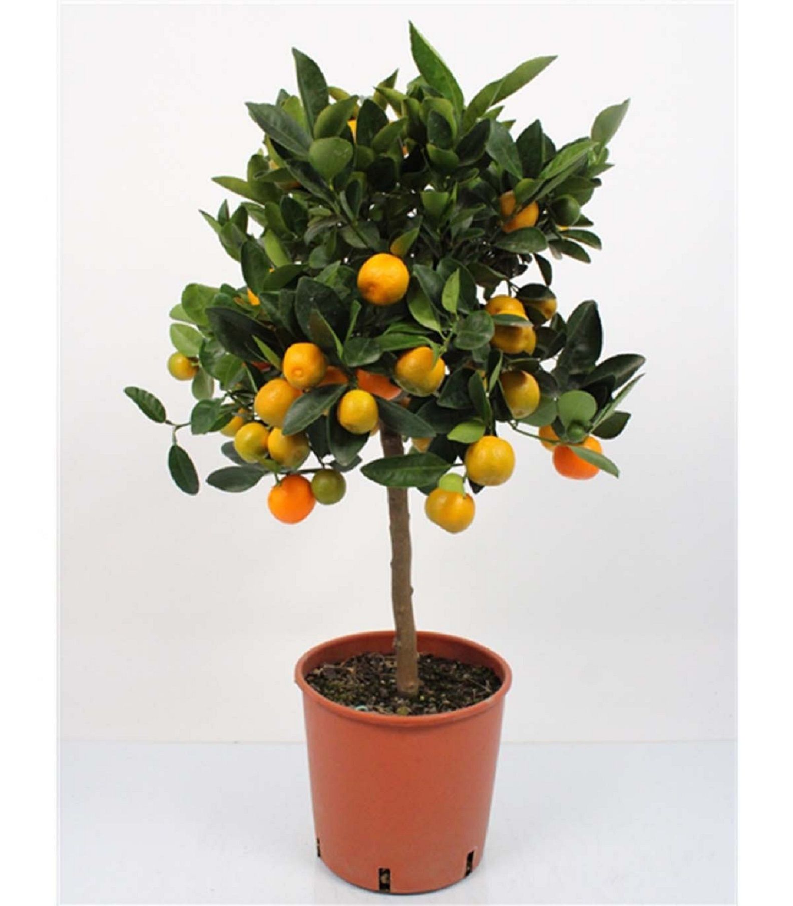 Изображение товара Растение Кумкват штамб H65 для украшения интерьера