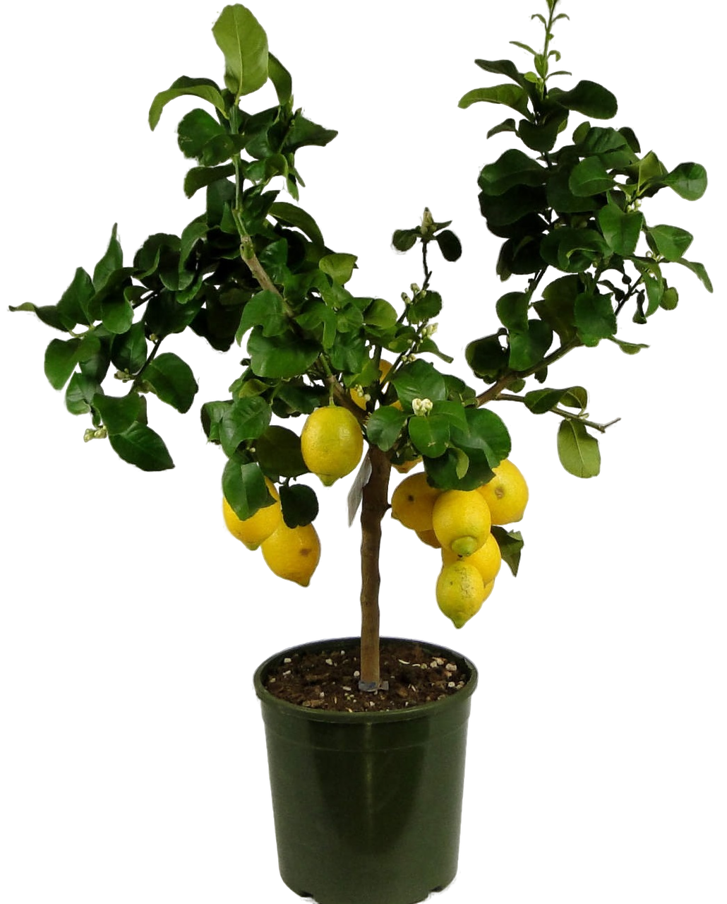 Изображение товара Растение лимон 4 сезона H30 многоцветное для интерьера, компактное и легкое в уходе