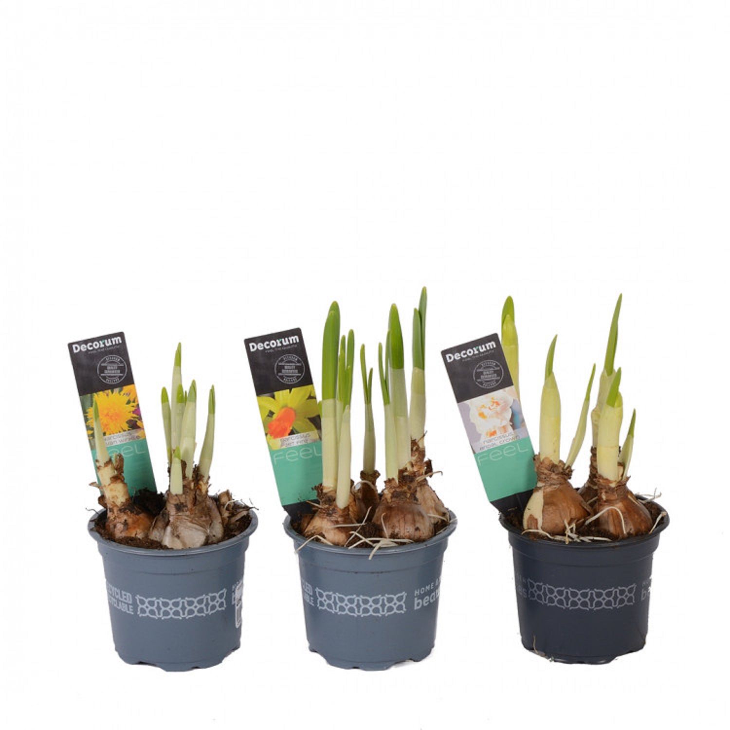 Изображение товара Растение Нарцисс микс D12 - яркое декоративное цветущее растение