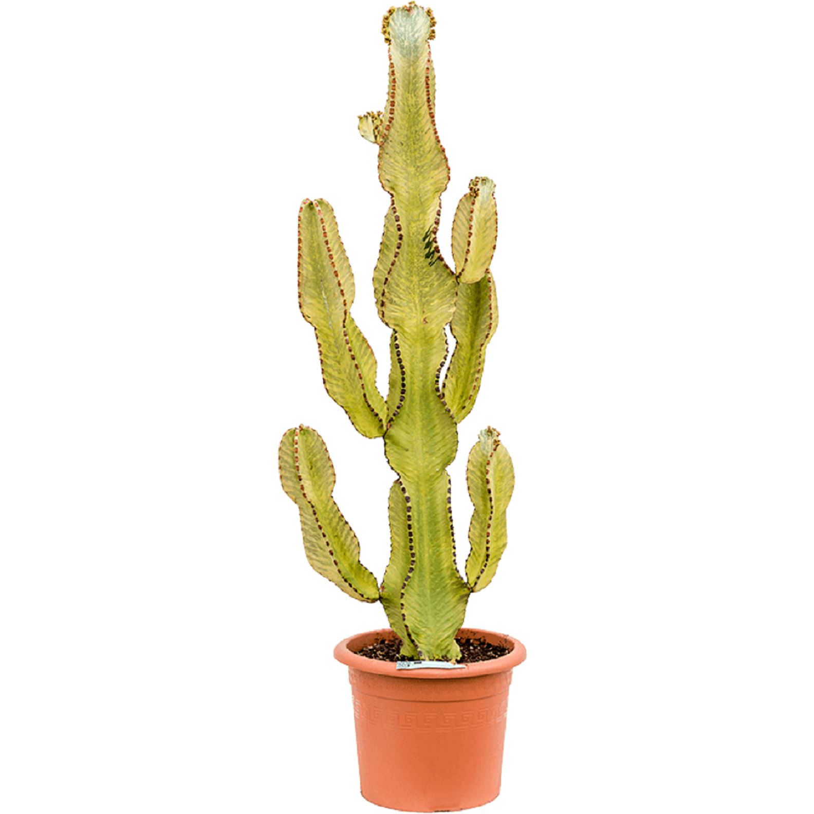 Изображение товара Растение Эуфорбия Мармората D27 H100 яркое декоративное растение