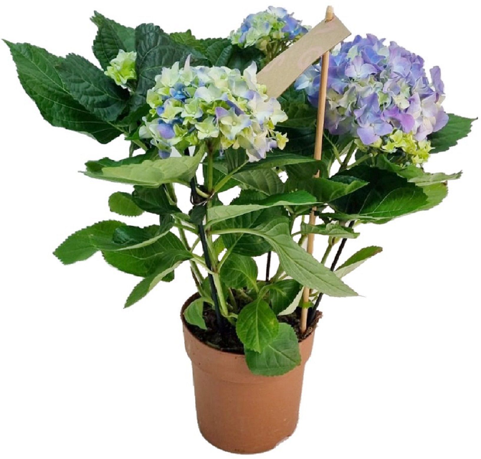 Изображение товара Гидрангея макрофила D15 H40 крупнолистная гортензия для сада и ландшафтного дизайна