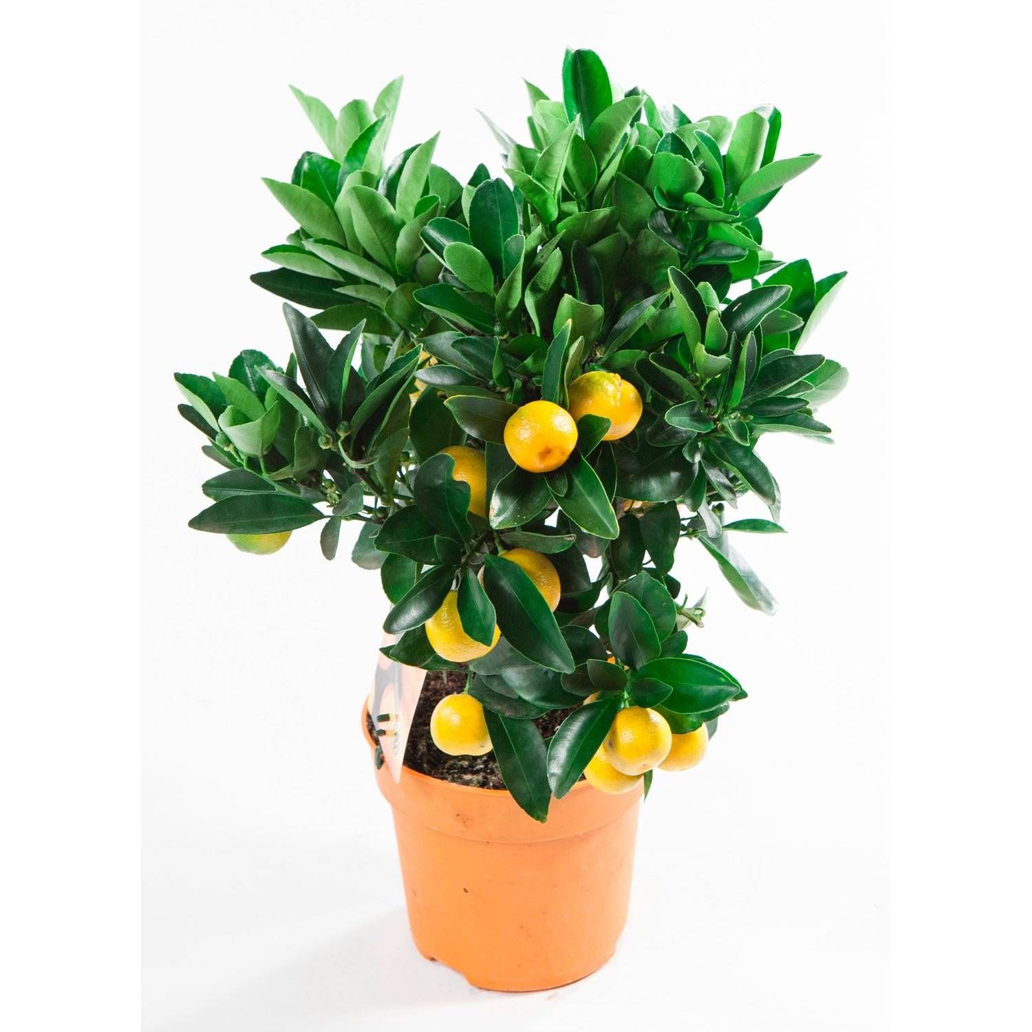 Изображение товара Растение цитрус клеметина D15 H30 - декоративное комнатное растение