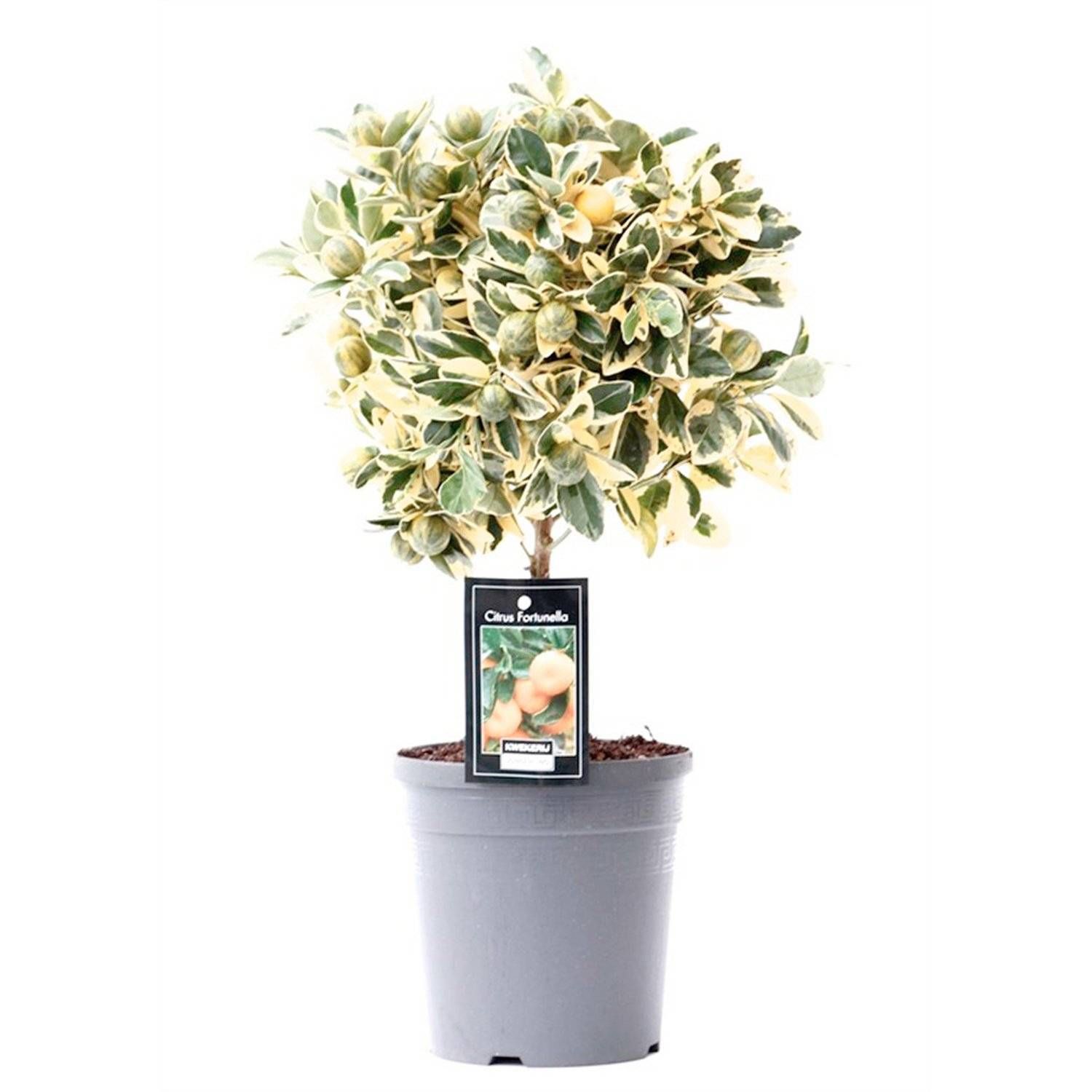 Изображение товара Растение Каламондин штамб D15 H45