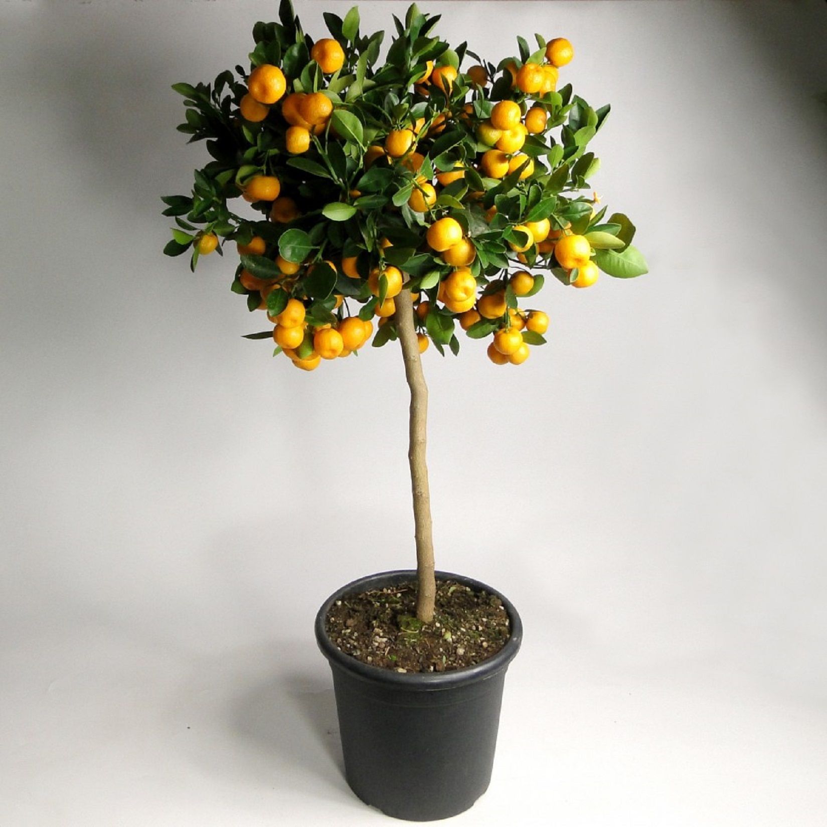 Изображение товара Растение Каламондин штамб декоративное с яркими плодами и цветами