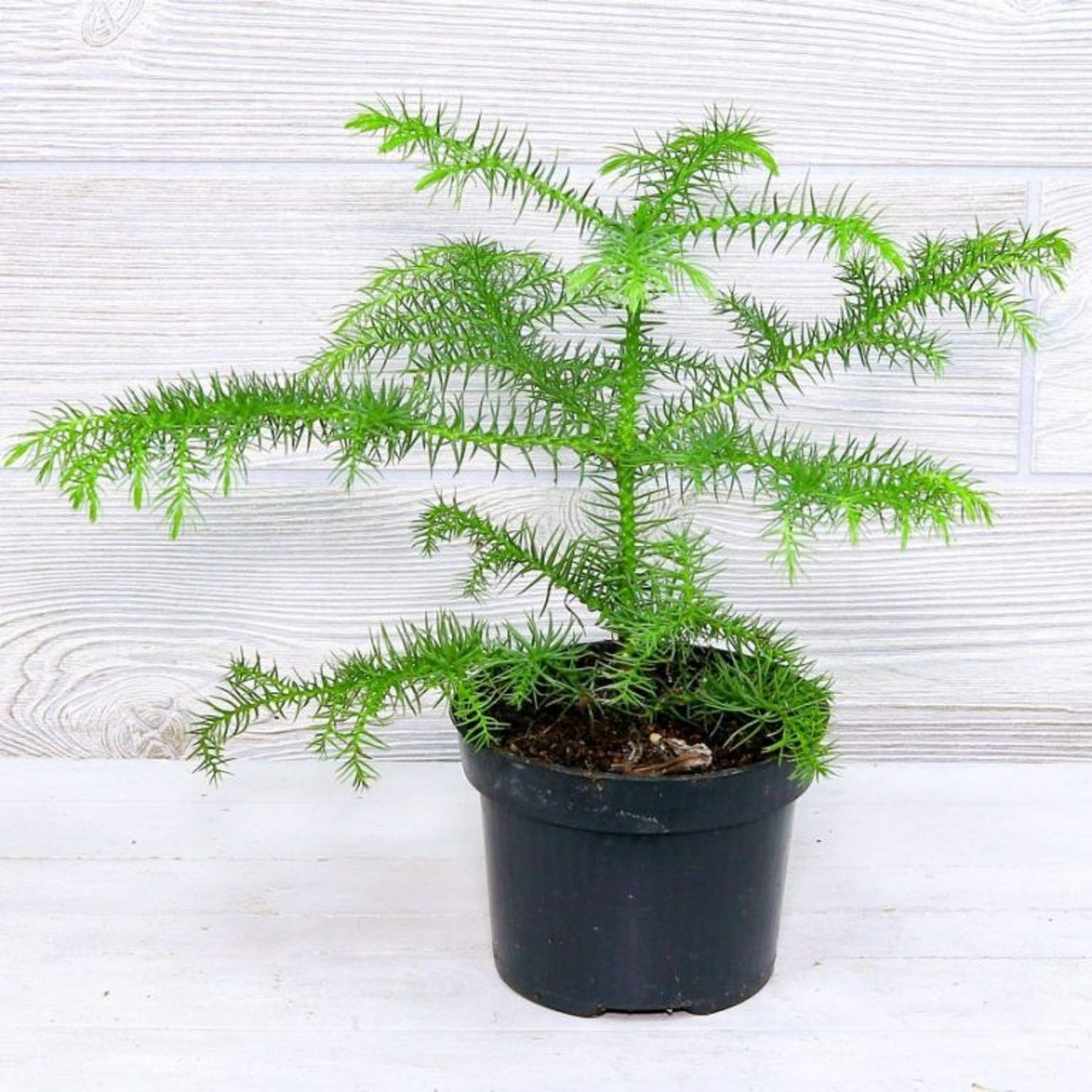 Изображение товара Араукария Хетерофила 30 см