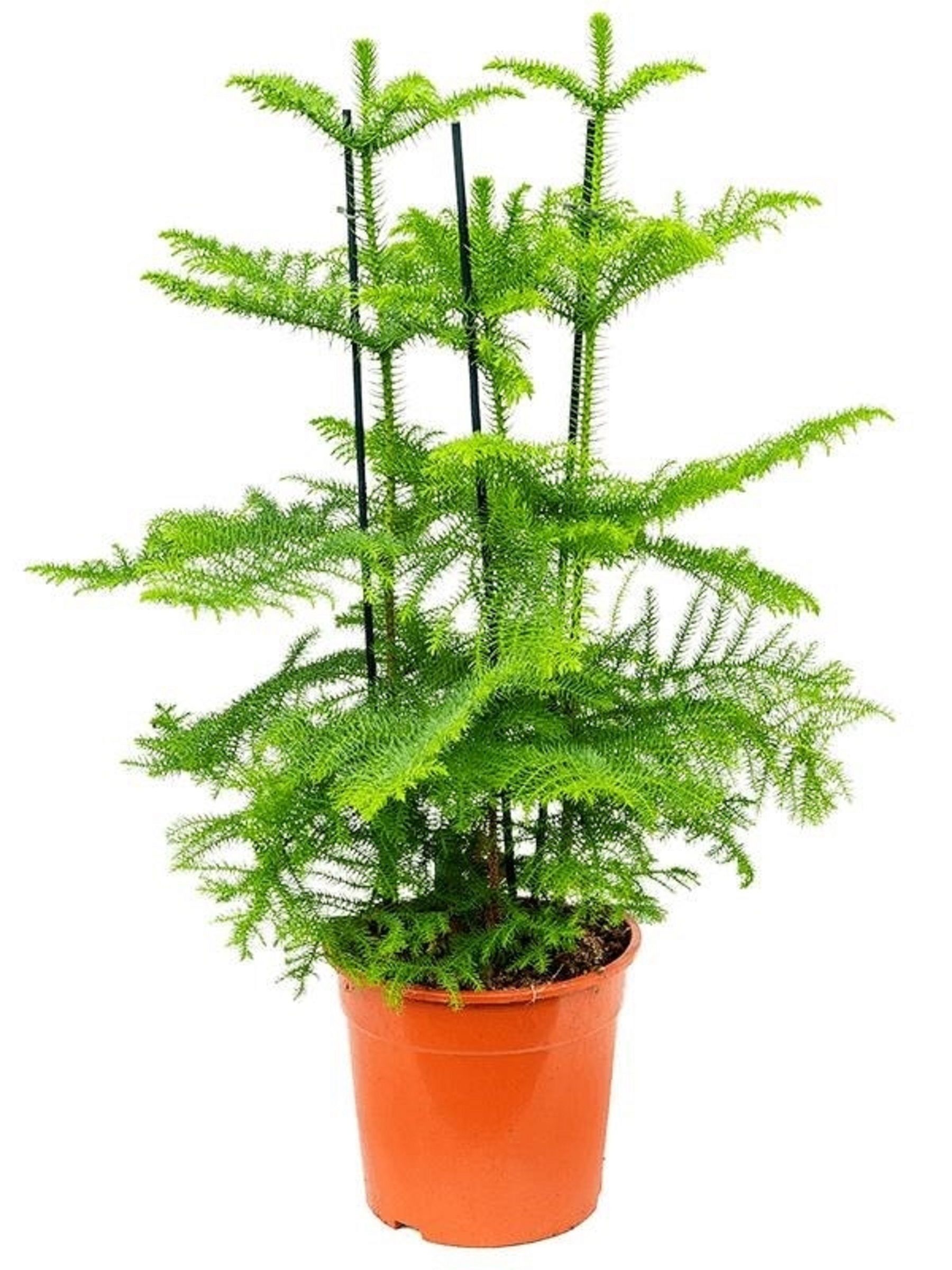 Изображение товара Араукария Хетерофила 45 см